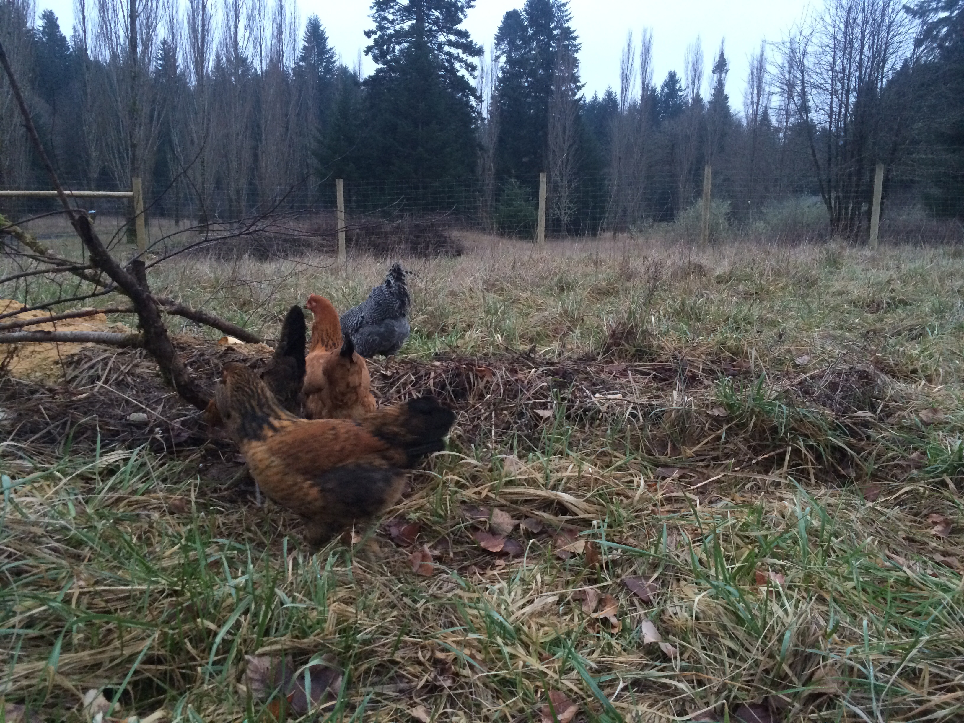 ~on the compost pile
