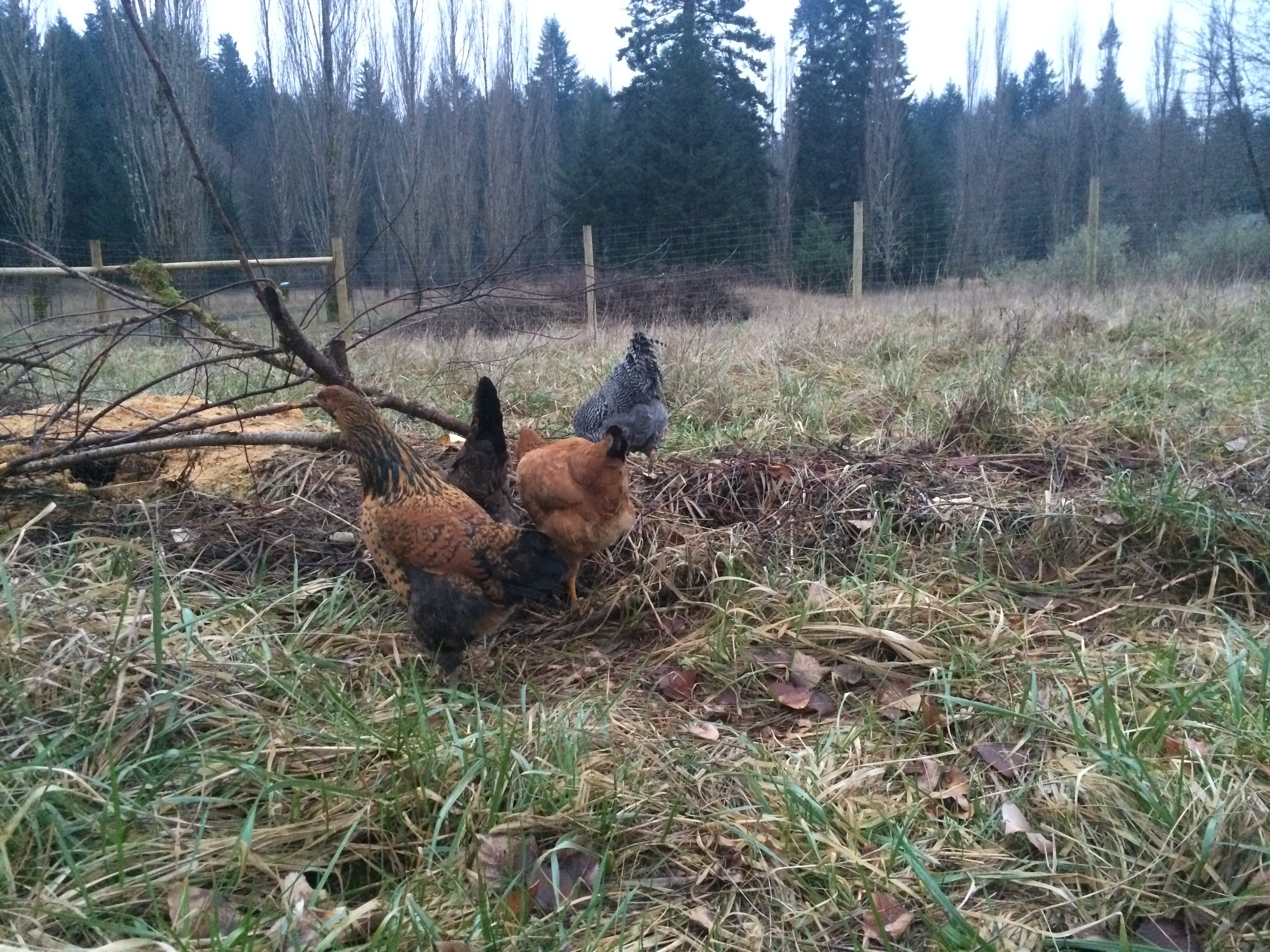 ~on the compost pile