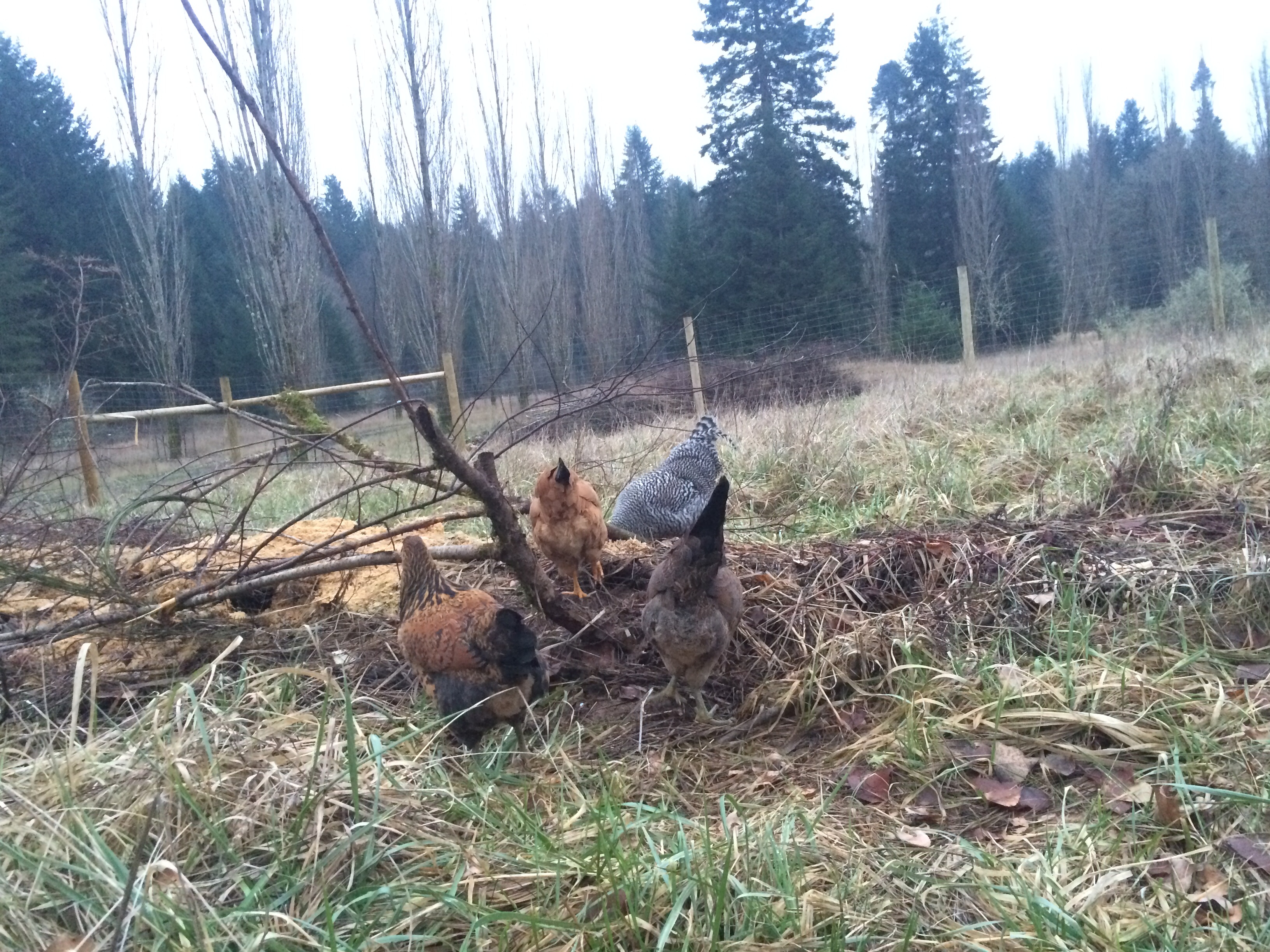 ~on the compost pile