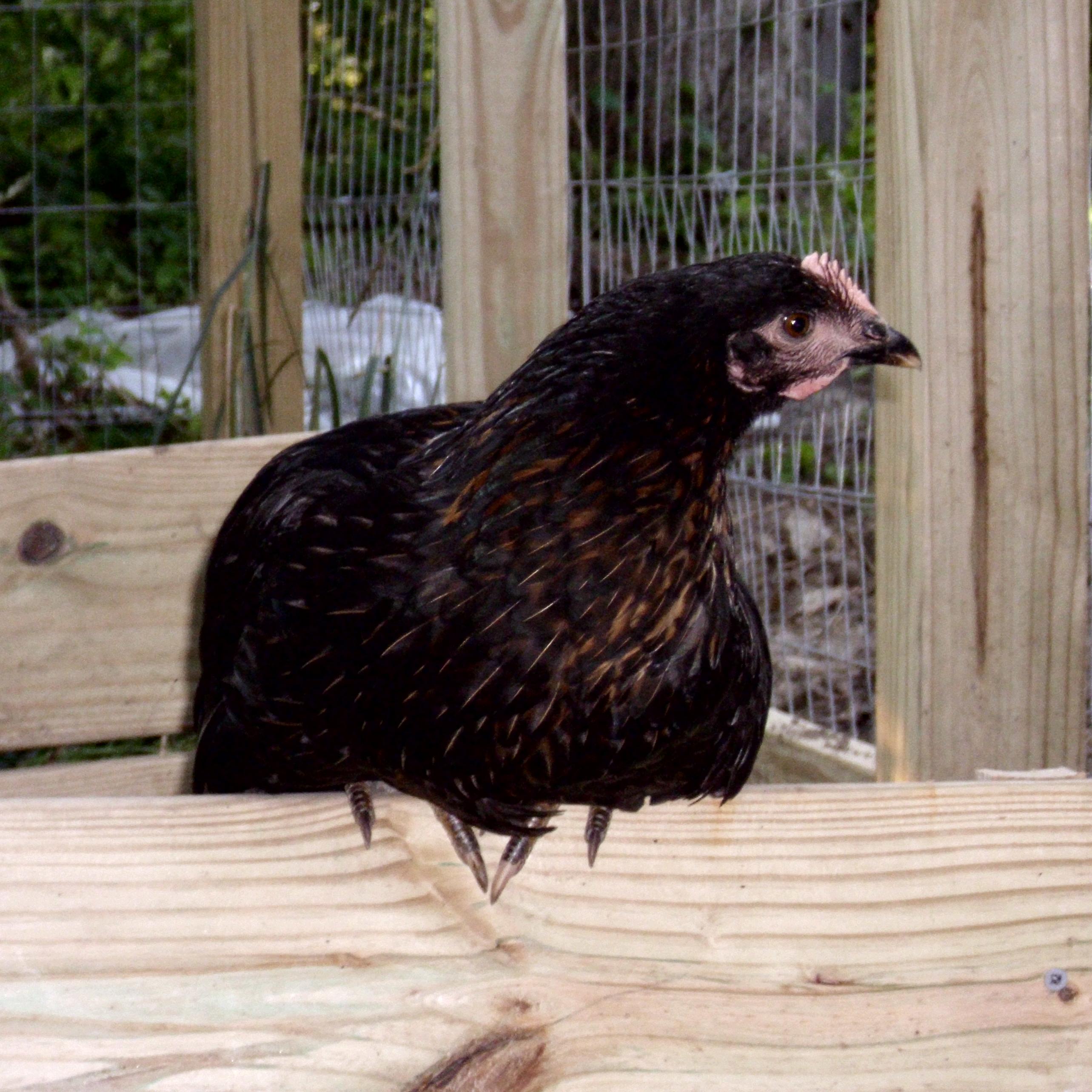on the favorite hang out... the compost area.
