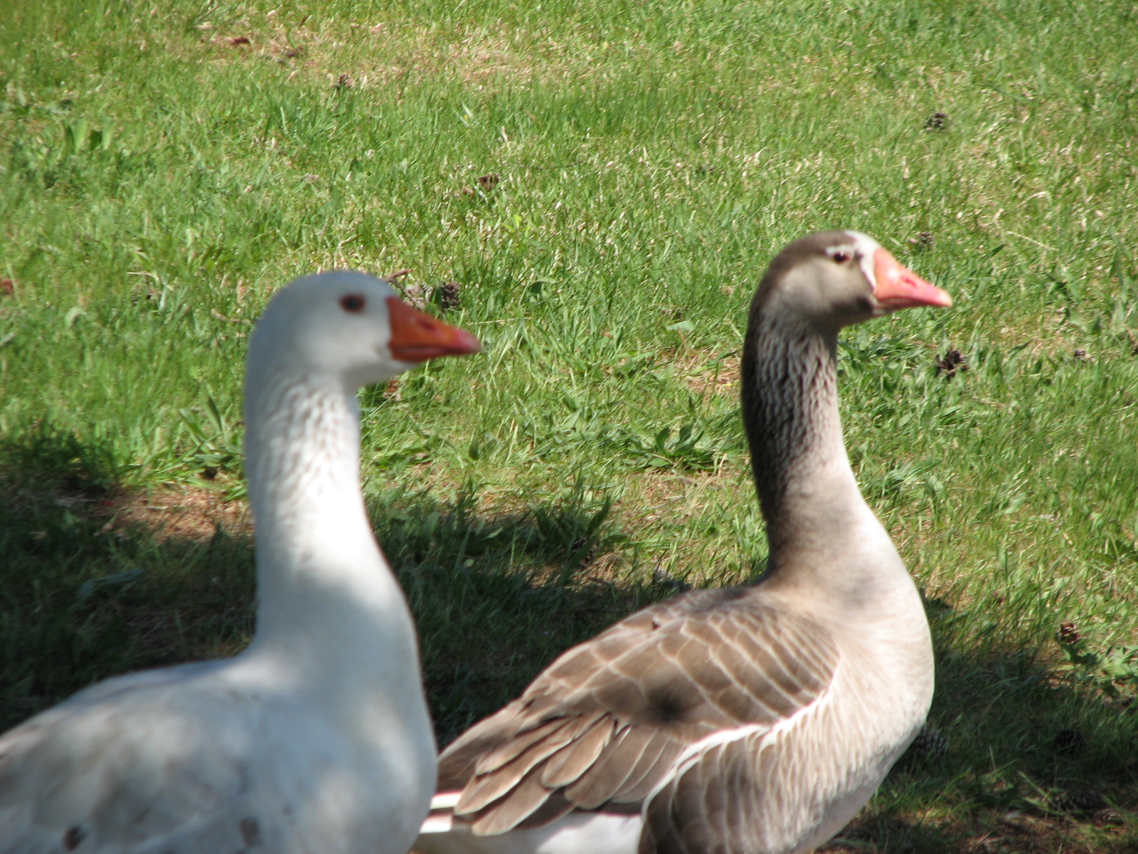 On the left is a white gander, and the right a brown goose.  The rest of the geese (other than the two Chinese, and one dark gander who I think is a Toulouse goose, follow the same color pattern)
