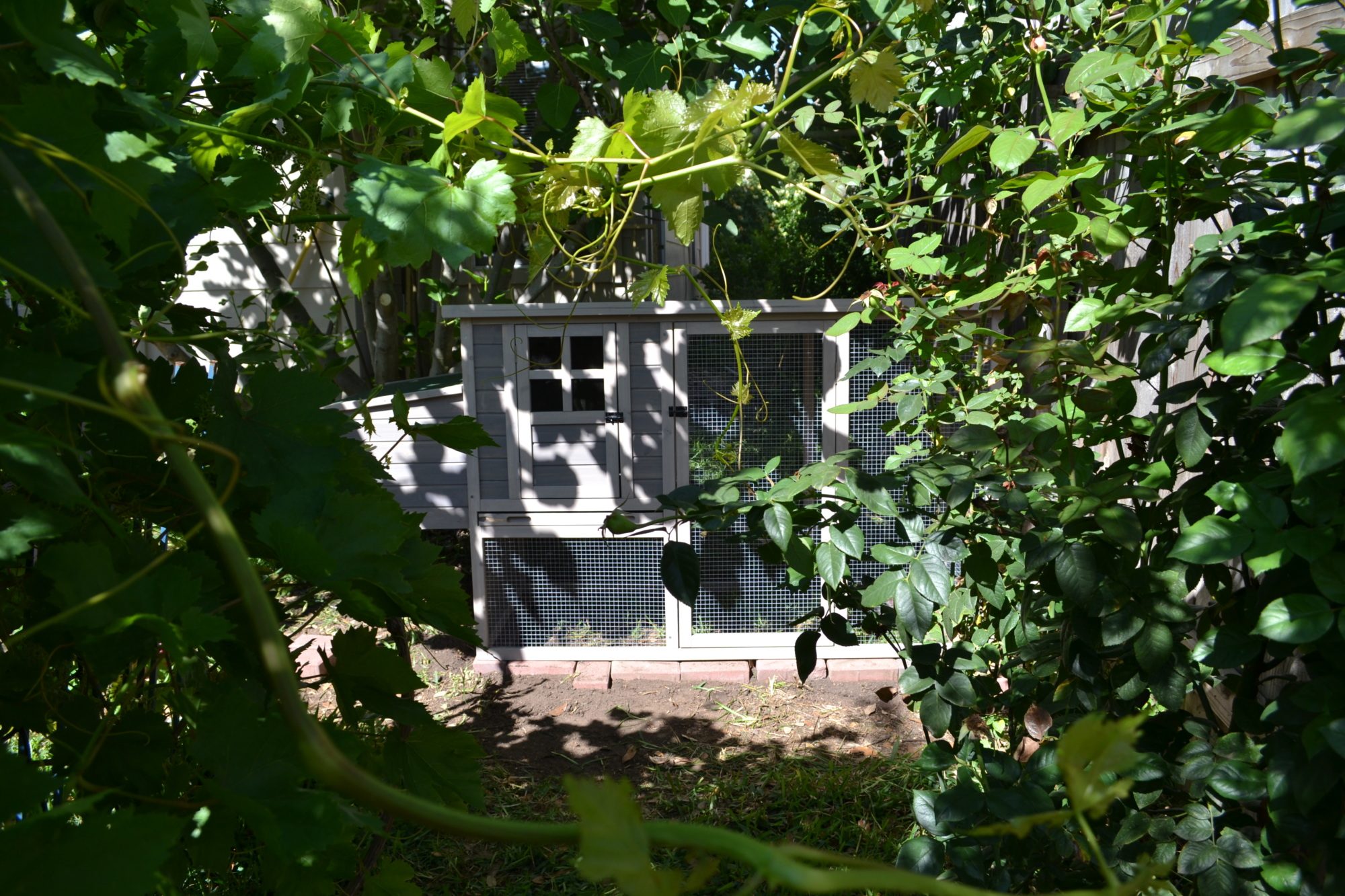 On the left is our beautiful white grape vine which is quickly being destroyed -- with such a small yard the sacrifice is worth it.