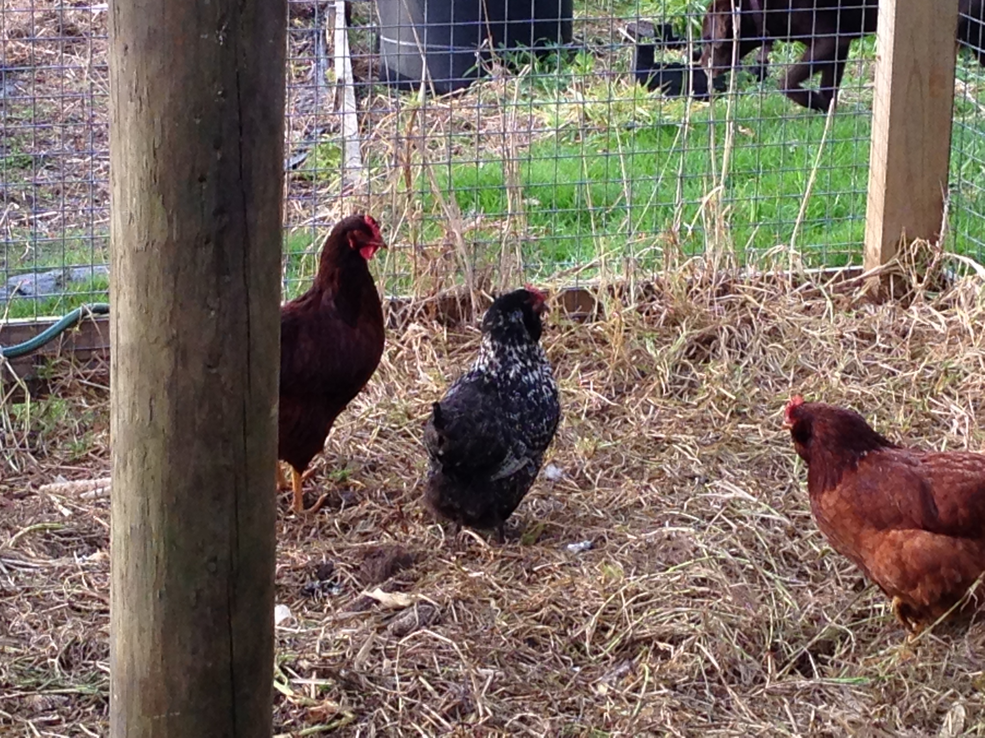 On the left is Rosy our other Rhode Island Red and next to it is waffle a black fav