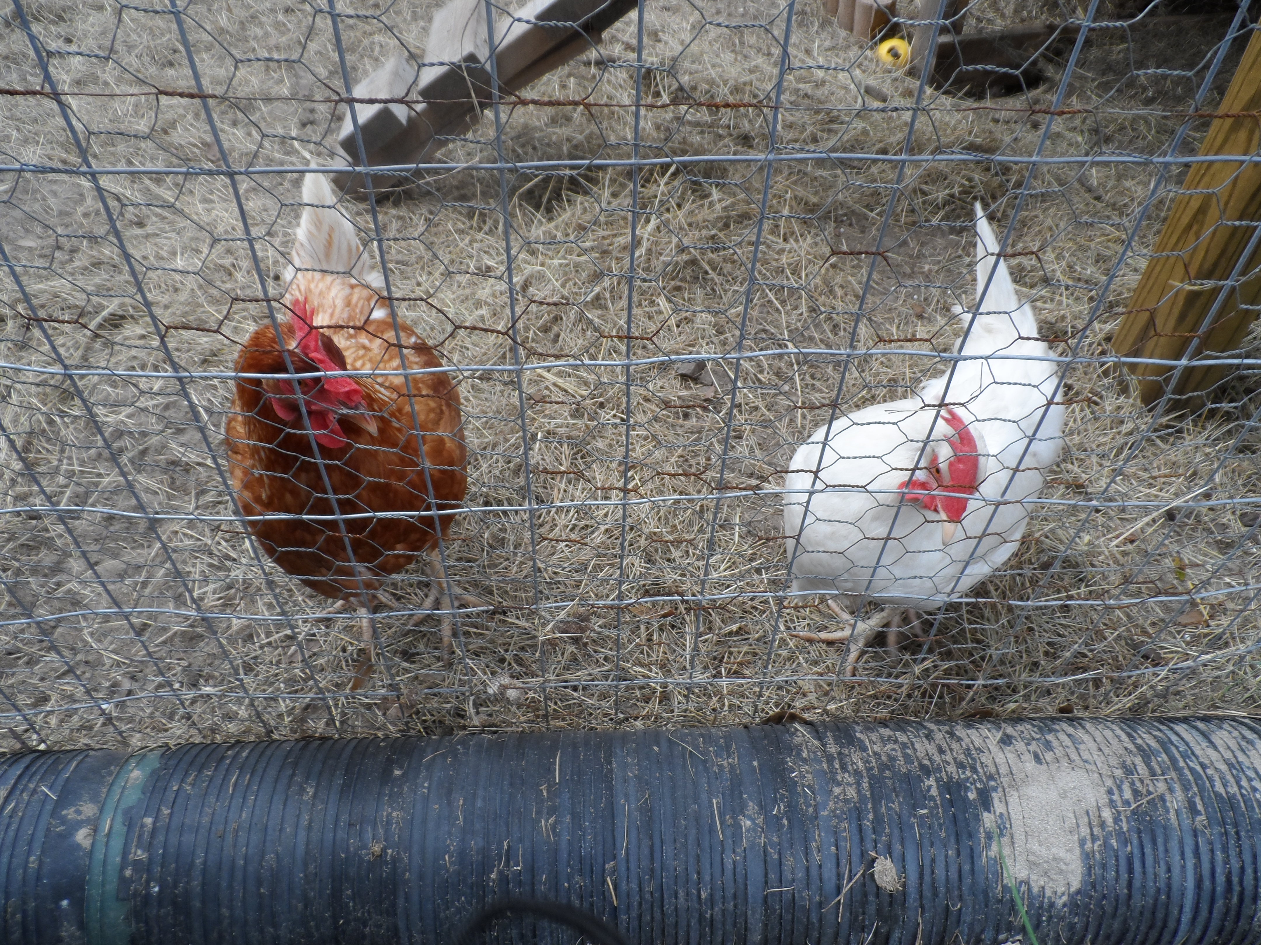 On the left ,Mustang, a New Hampshire Red, on the left is Marley, a Cornish Rock.