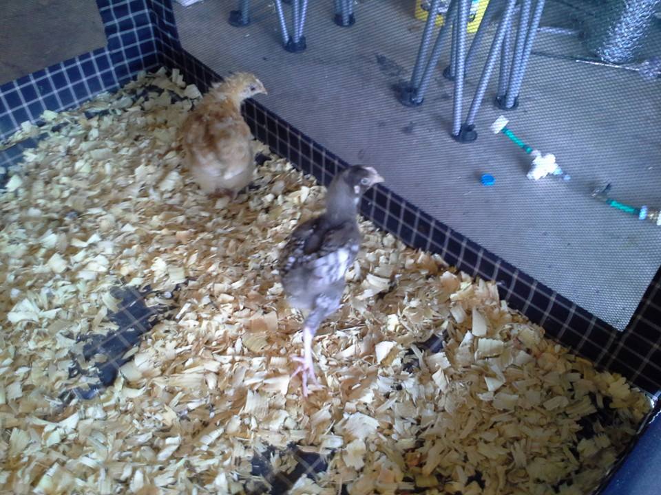 On the left side of picture is my other Buff Orpington. Havent named her yet, when I do I will update this picture. On the right is Butterball a Crele English Orpington mix with Cuckoo English.