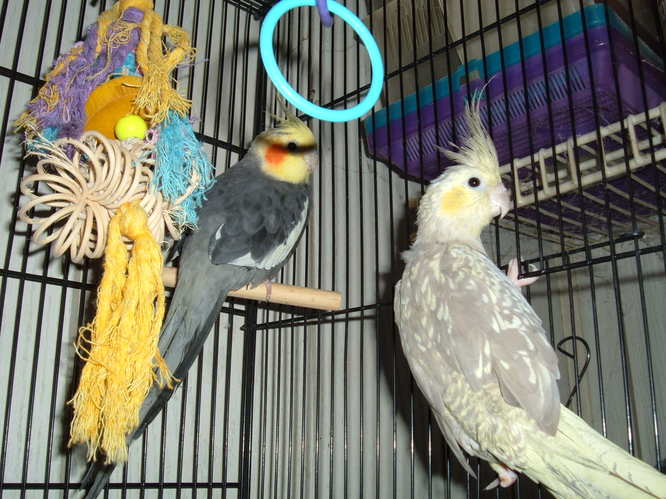 On the perch we have Pepper, just a typical grey with a few white patches on the back of his head. The female is Samantha, a Yellow cheek cinnamon pearl. she also is no longer with us, I believe due to old age as she was a hand me down with Pepper but he is much younger
