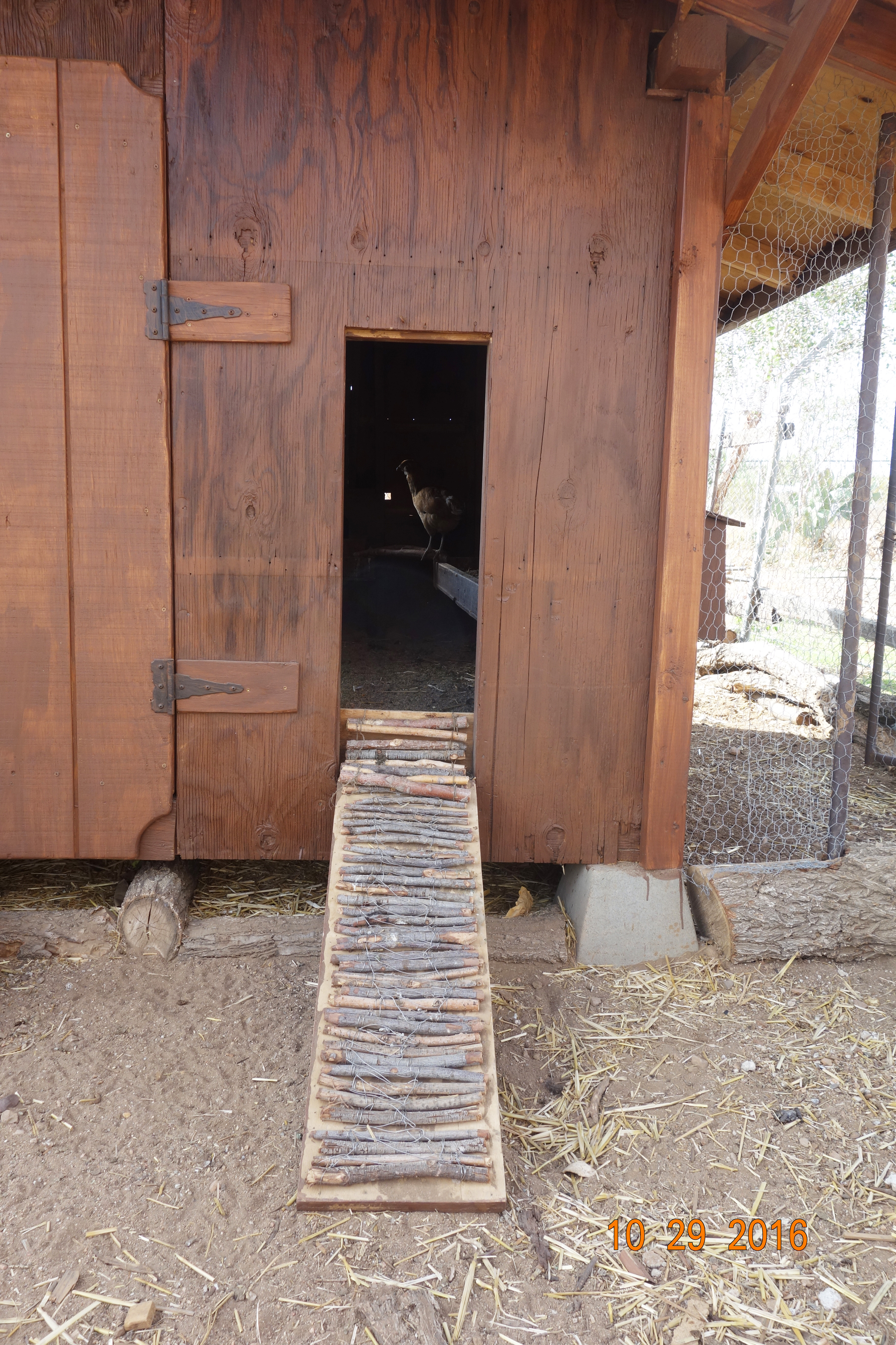 On the right side of the double door is a 18"X36" chicken door that doubles as a ramp for the chickens to go in and out of the coop. I added strips of small tree branches for better traction.