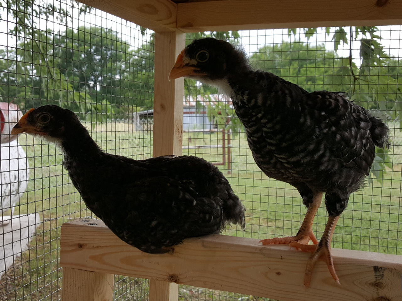 On the roost sits Francesca, standing is Molly