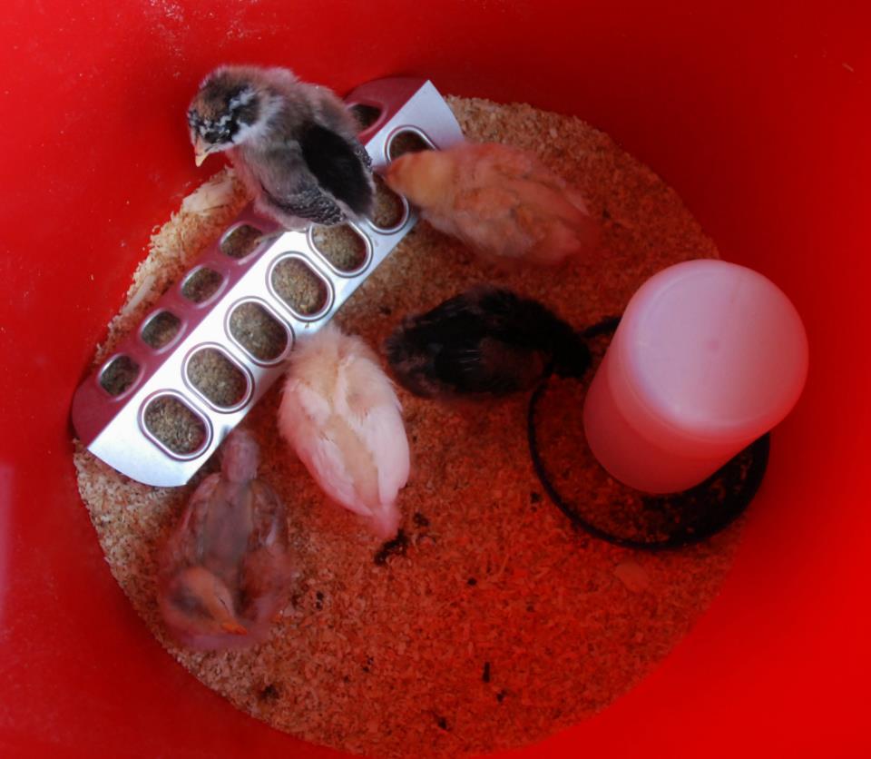 on top of the feeder, baby cinnamon
