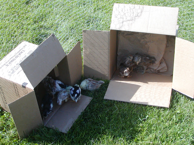 Once outside, they didn't want to leave their boxes.
