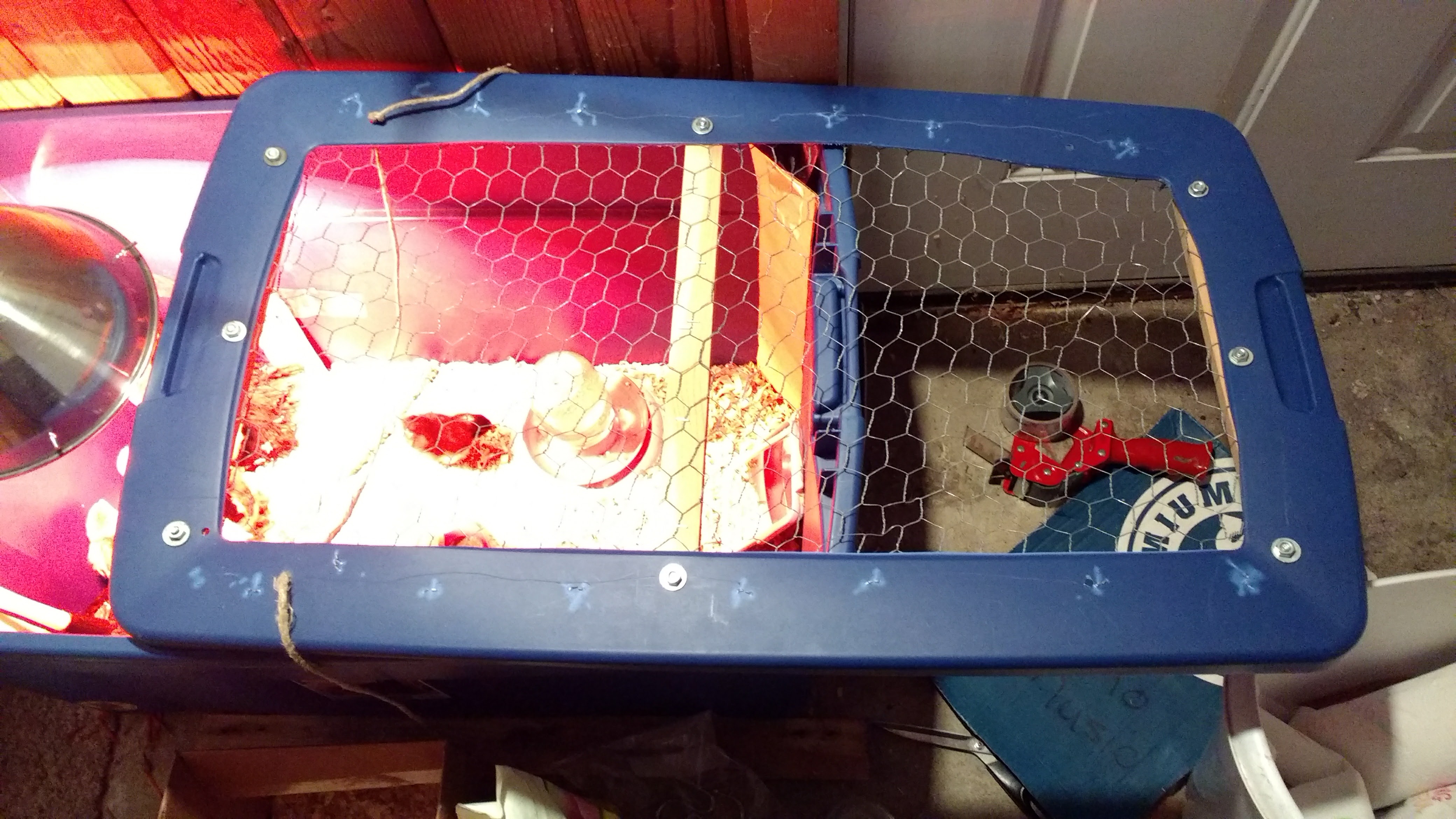 Once the heat lamp can be raised a bit more (and when my cats are in the area) this lid goes on and can clamp down nicely.