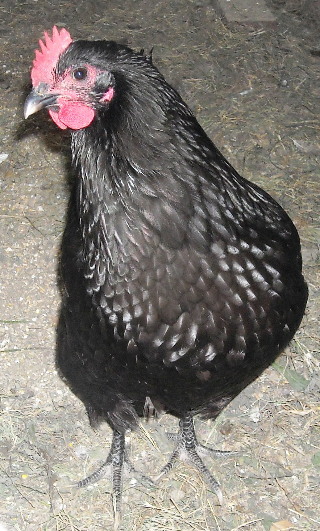 One Austrolorp Hen