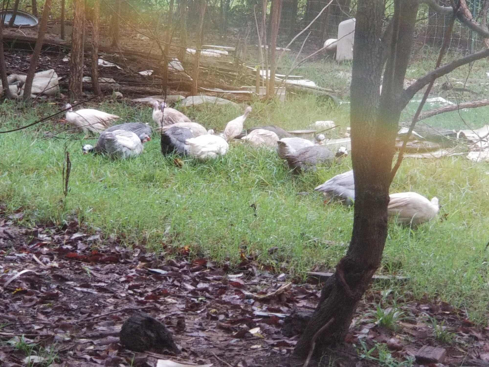 one big happy flock possible
