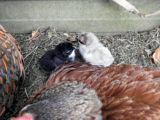 One black & yellow, the other a sort of grey/dirty yellow