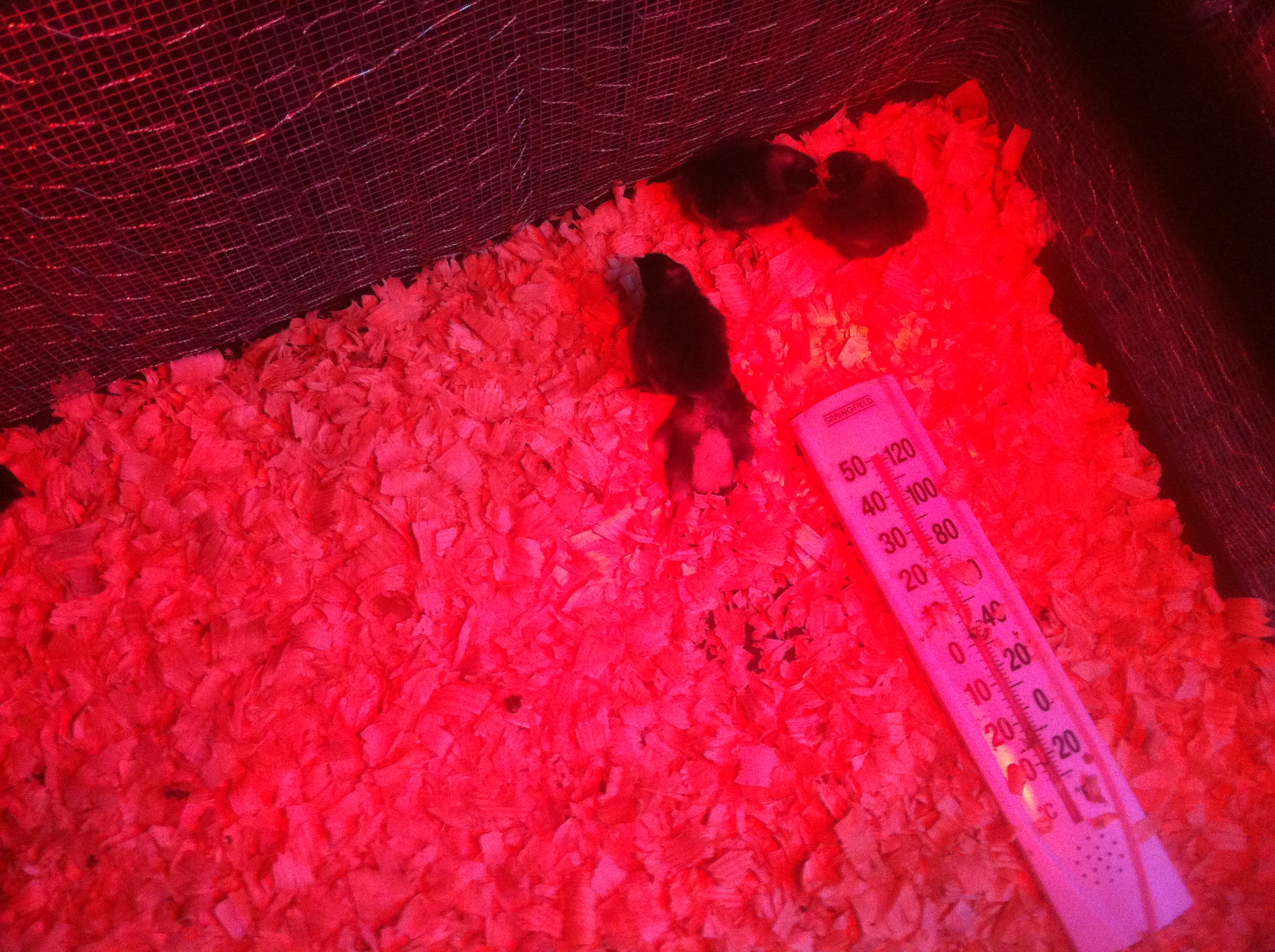 One chick keeps falling on his back and can't get up.  I kept him drinking but it doesn't look good.