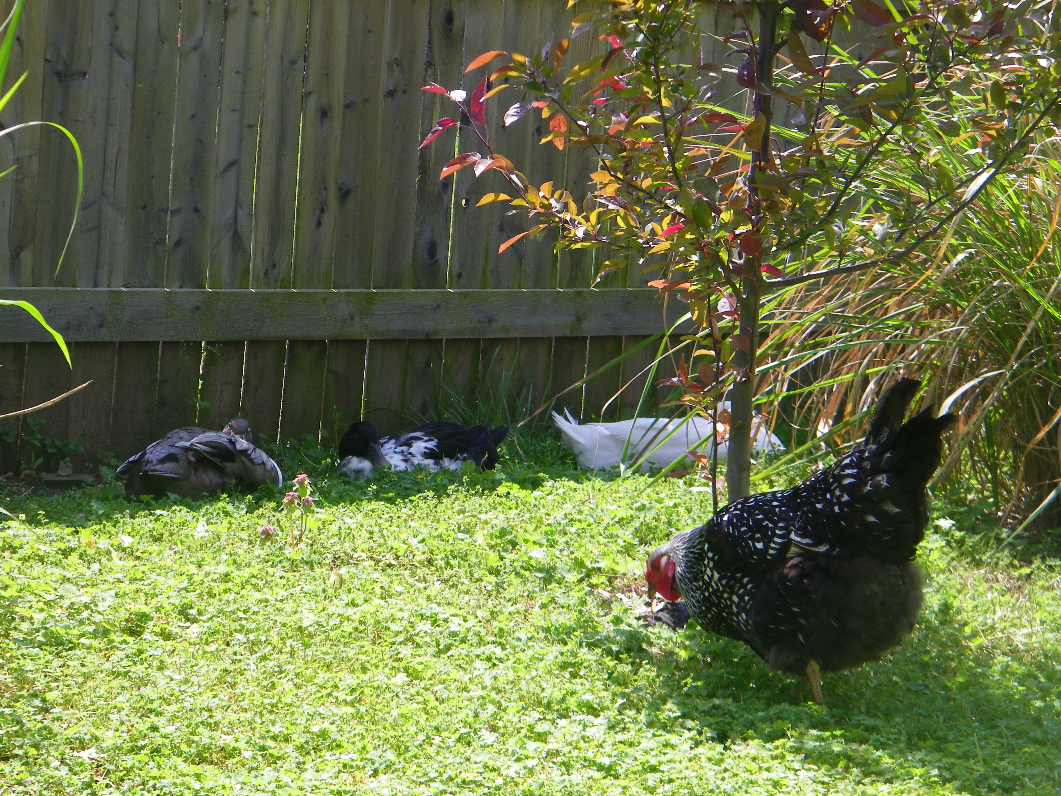 One chicken and 3 ducks!