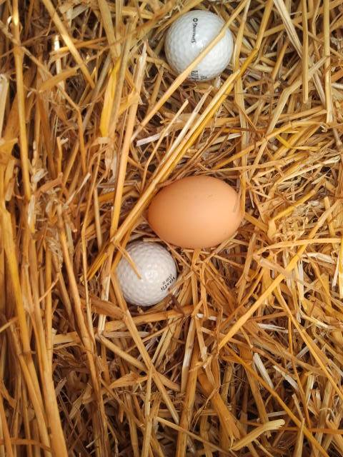 One day into having a new home, someone gave us our first egg :)