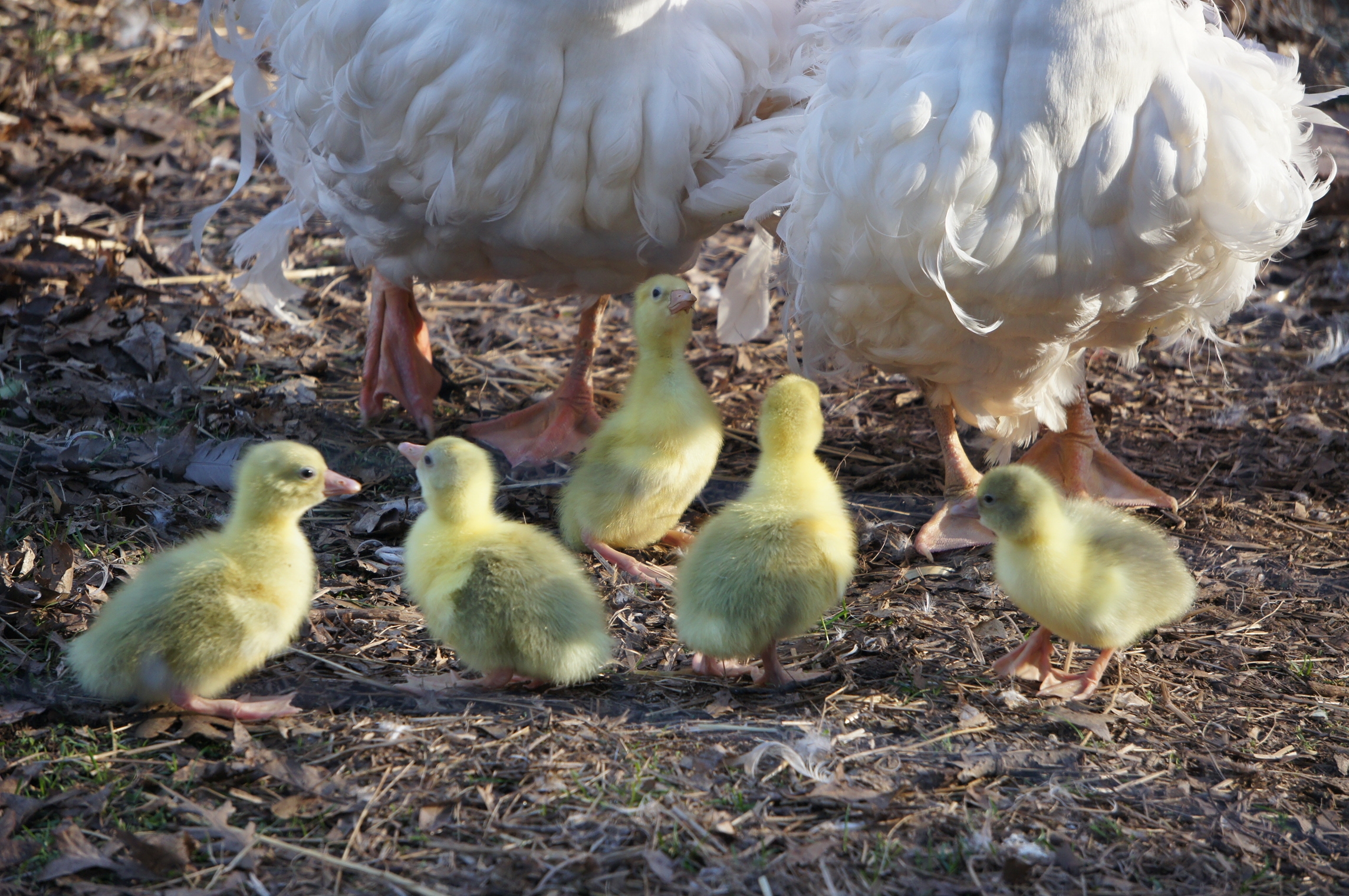 One day old Goslings