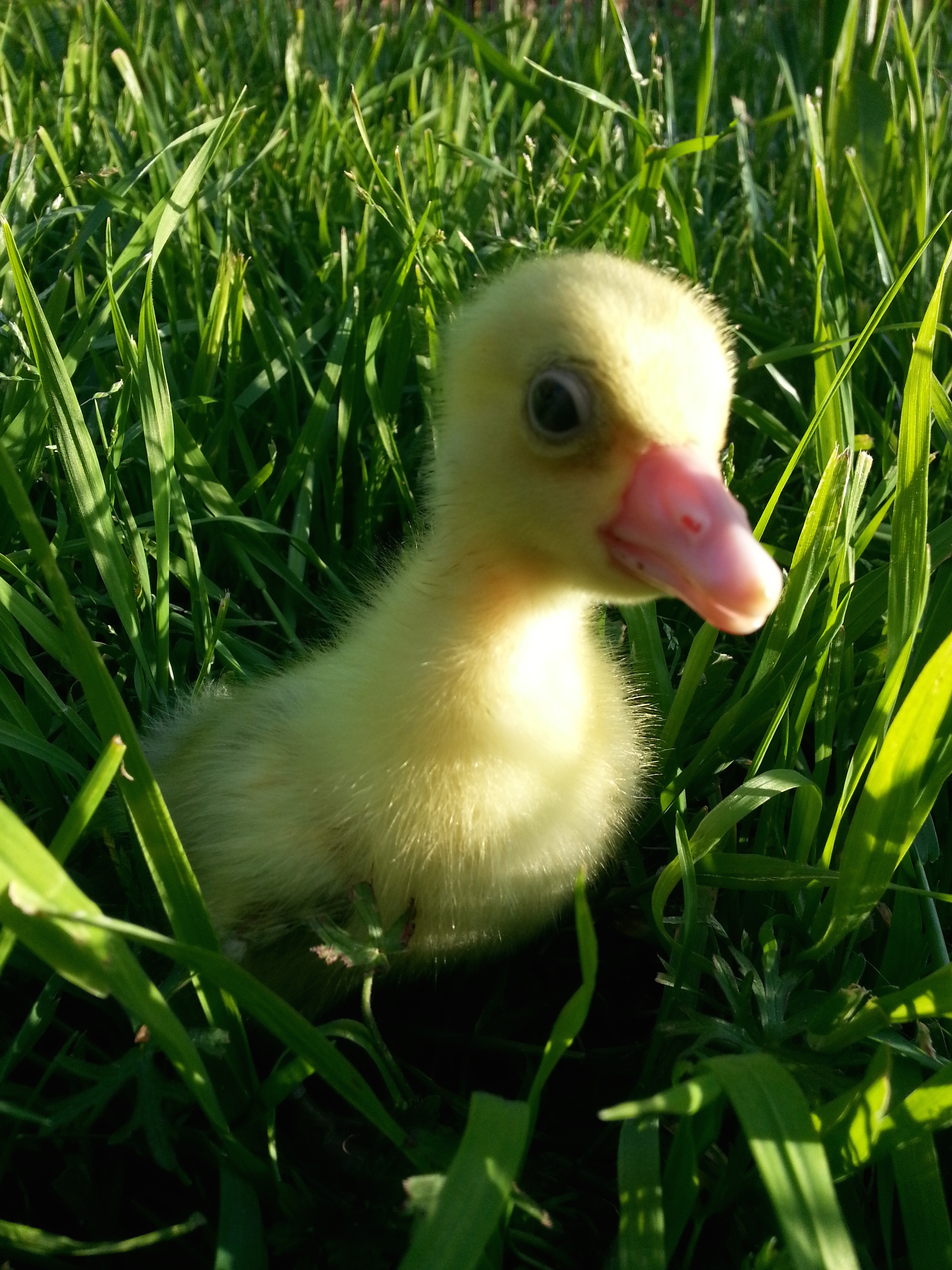 one day old, I think this is the boy.