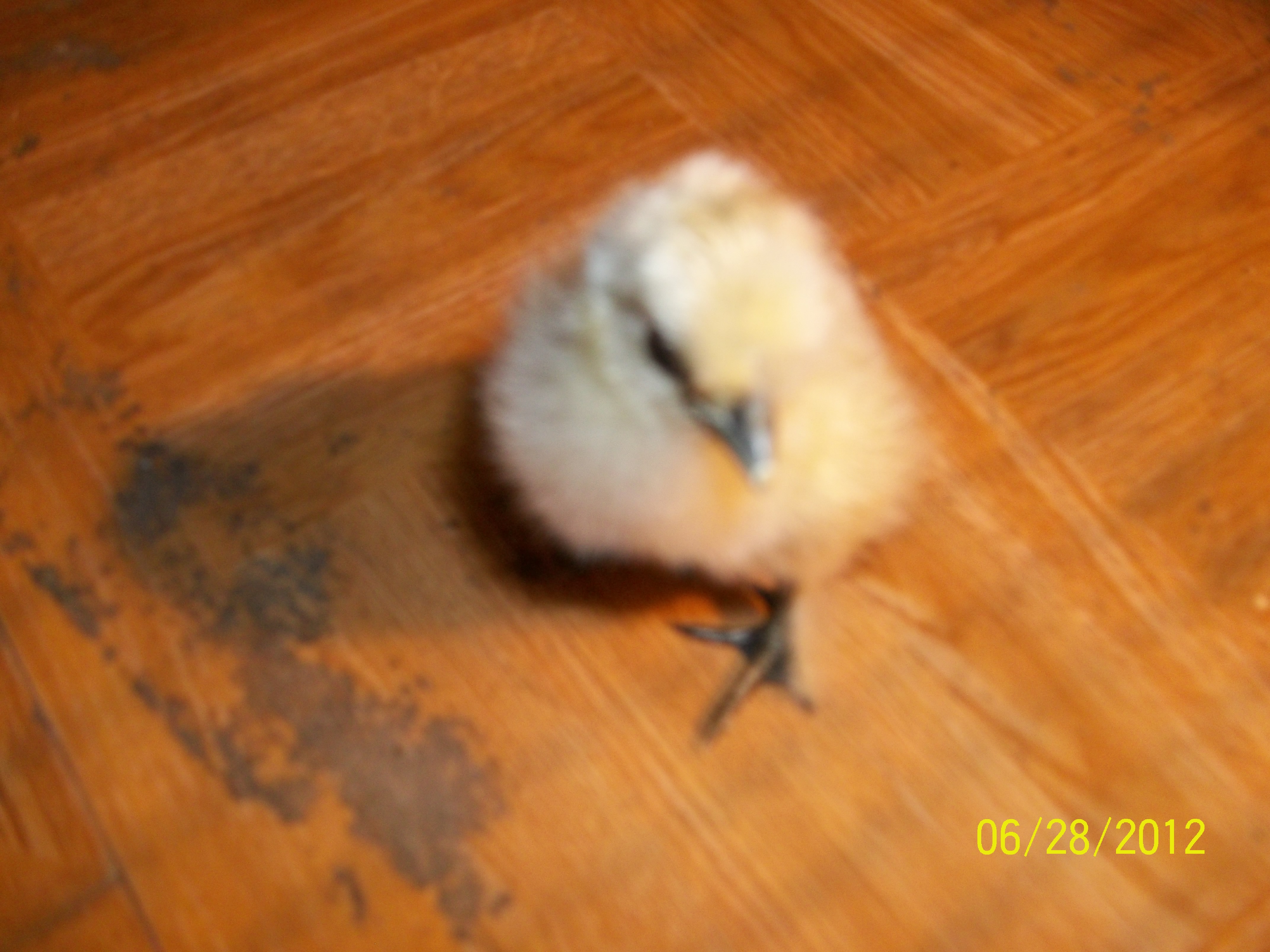 one day old white silkie