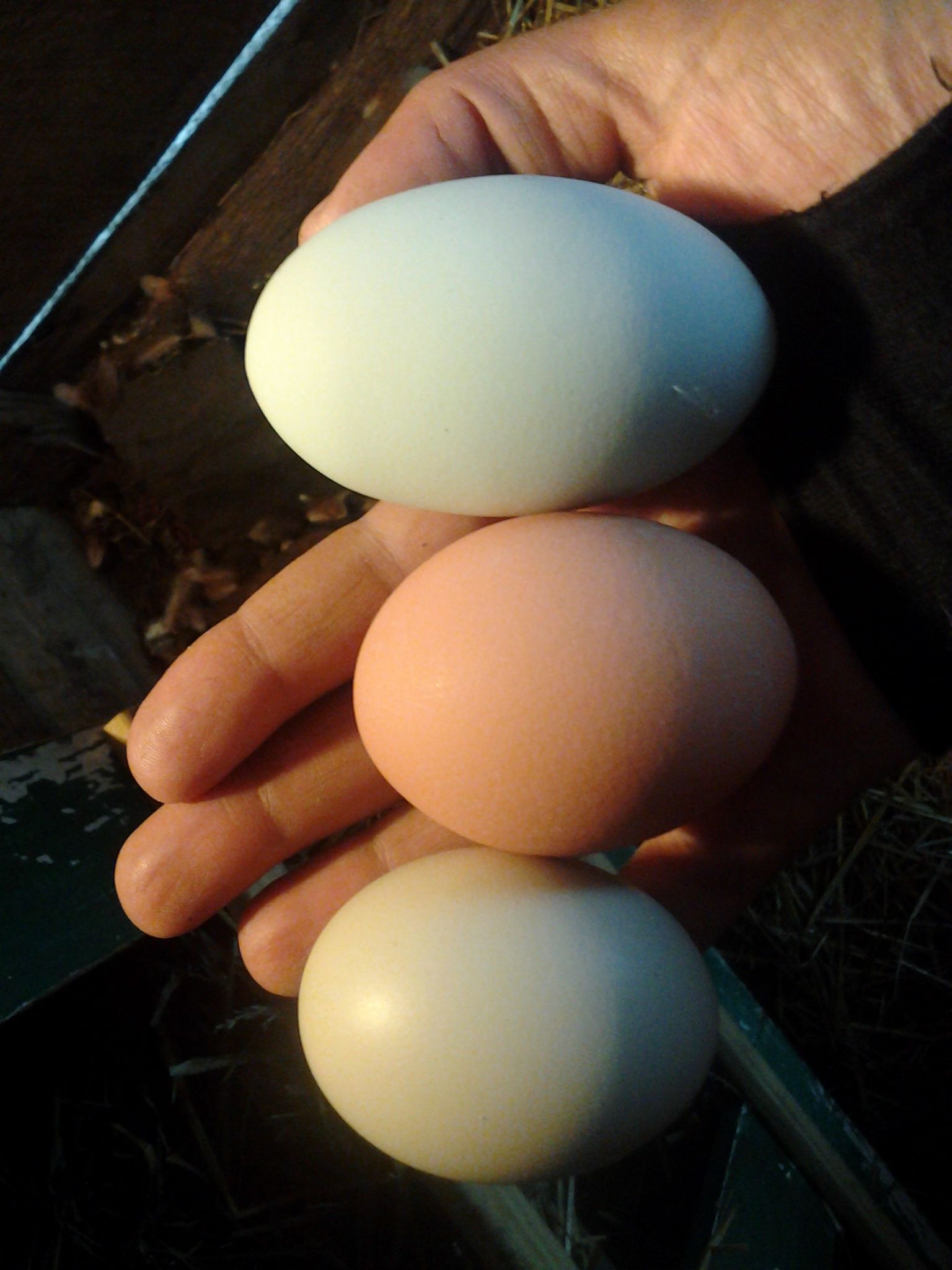 one double yolk there