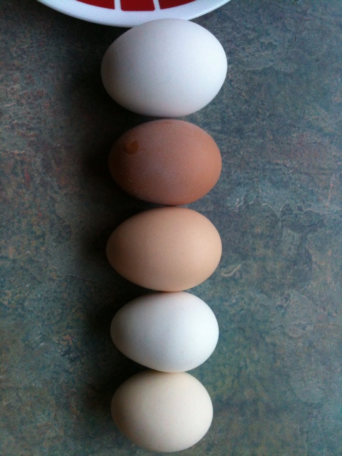 One egg from each laying hen.  They came from Oprah, Cluckita, Chicken LIttle, Afro-Ninja and Stormy.