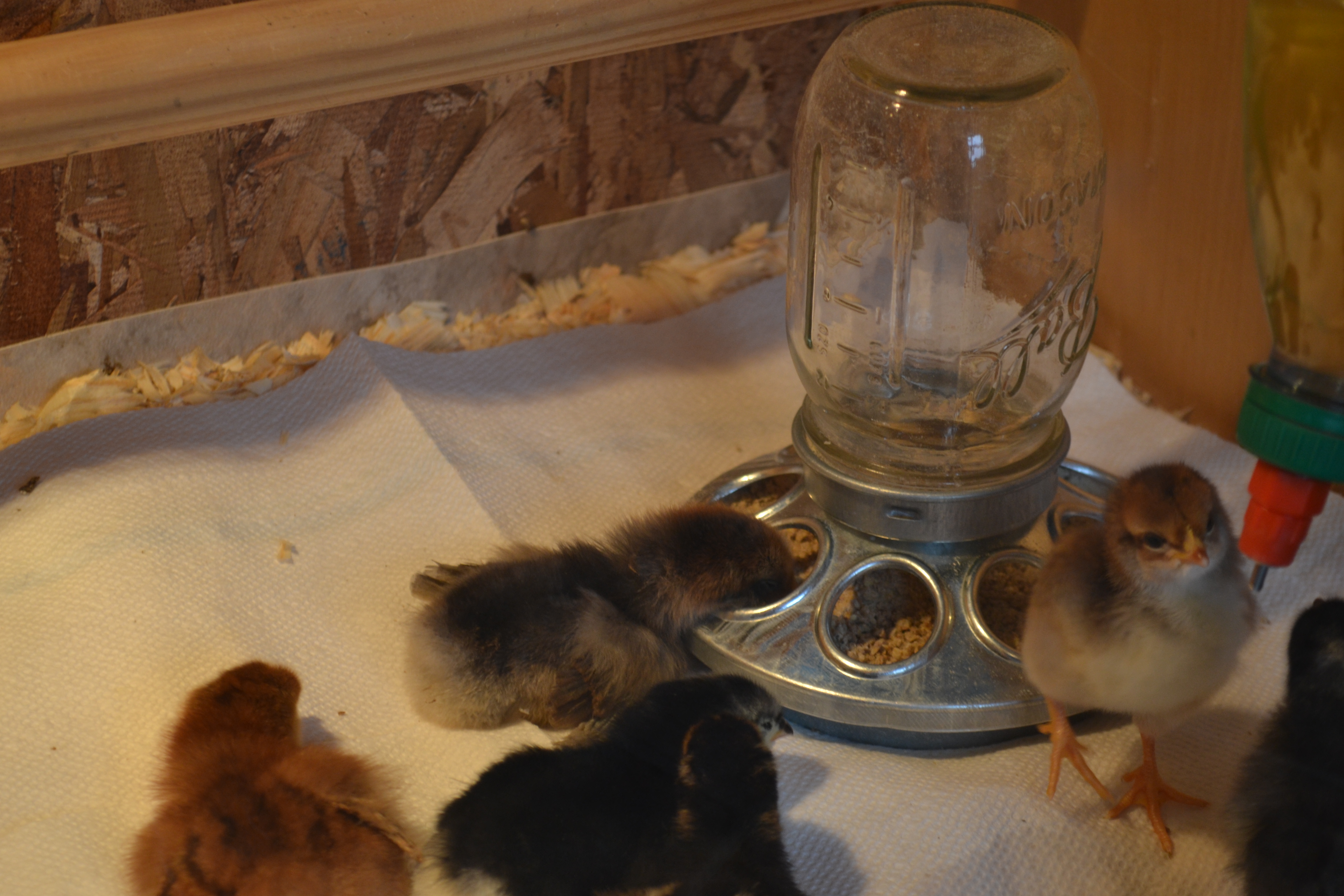 One fell asleep in the feeder haha