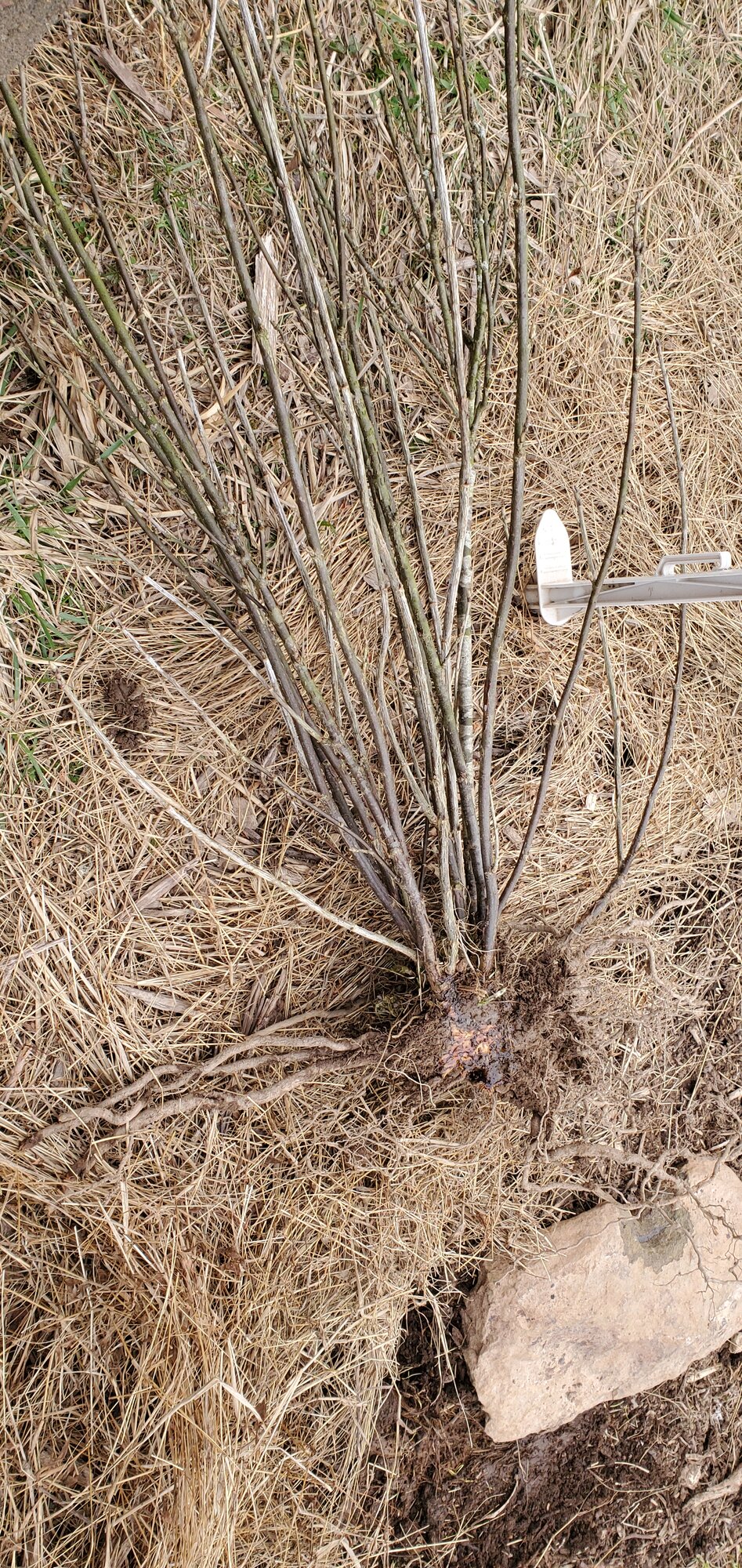 One half of the Red Currant Shrup with pine tree on the cutting wound