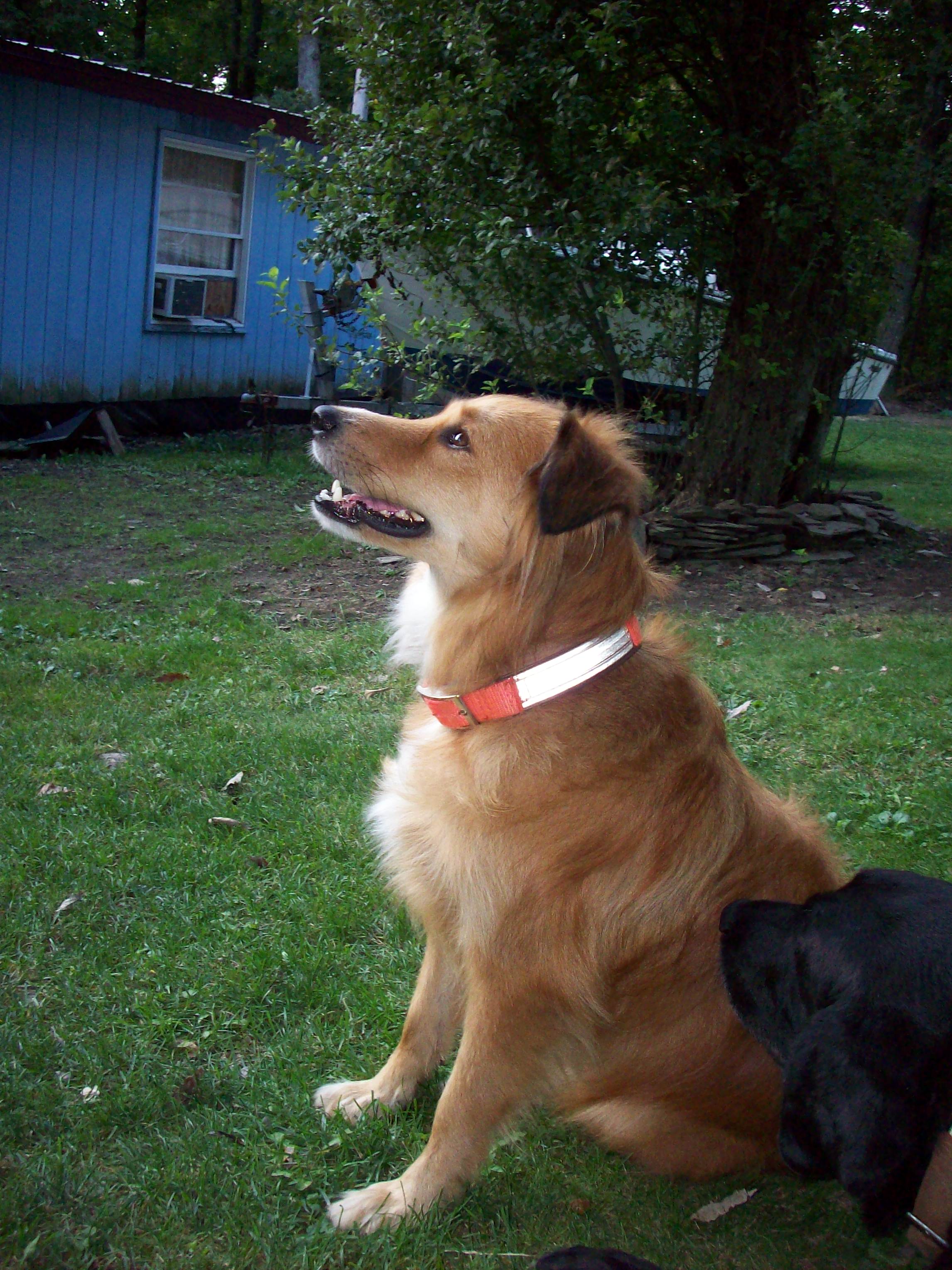One happy chicken pup!