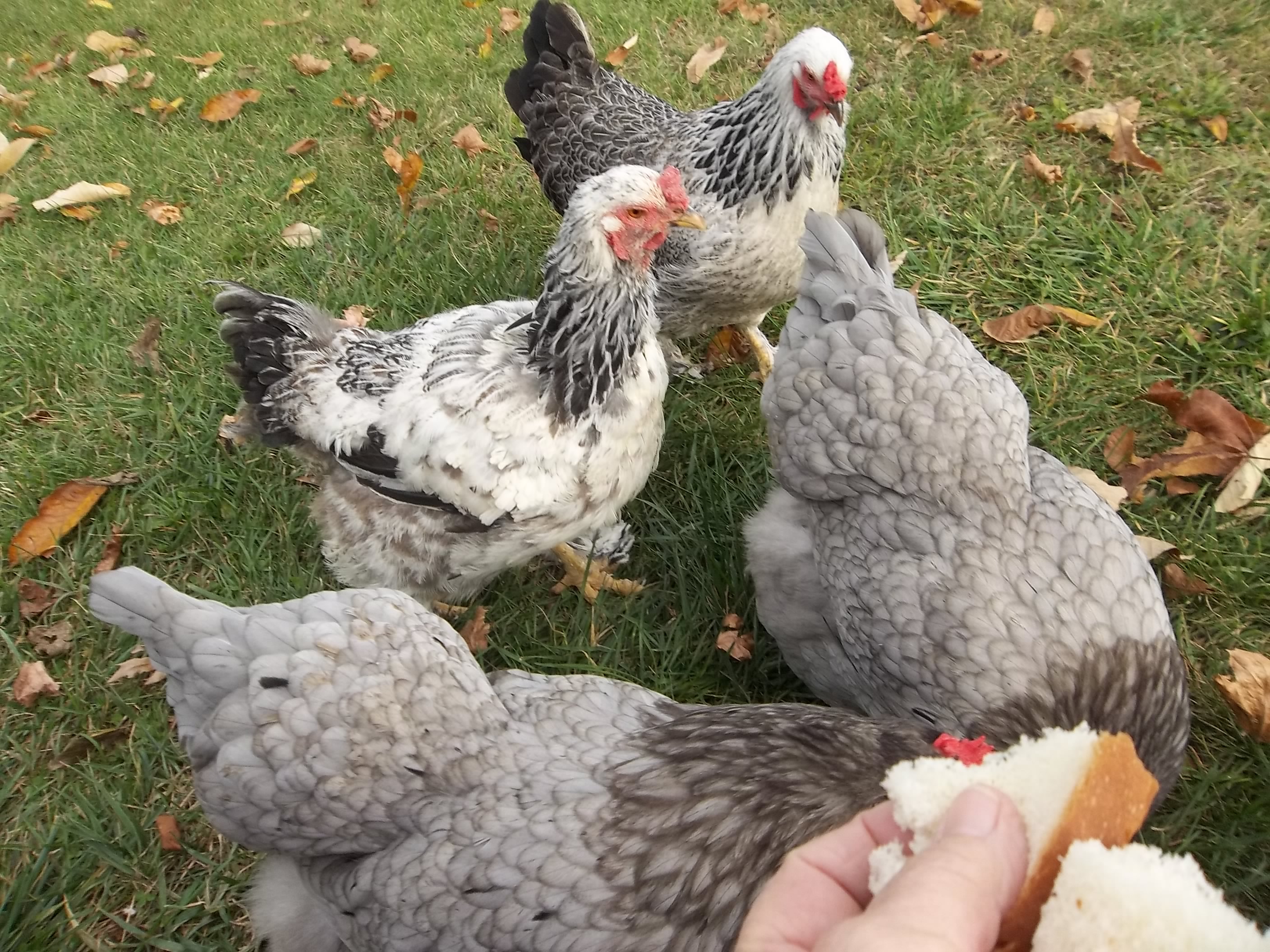 One in far back is rescue chicken "Big Momma" lays large brown eggs, alot of times double
yolk. Next one in on left "Old Lady" 5 or 6 yr old rescue doesn't do anything. Two fluffy greys forward are cochins, "Henny Penny" Laying and "BB" who is brooding. I also have a red hen from the rescue bunch. Their flock was picked off by chicken hawk and they were given to me.
So far my boy and his girls are so spoiled they stay practically on the back porch.
