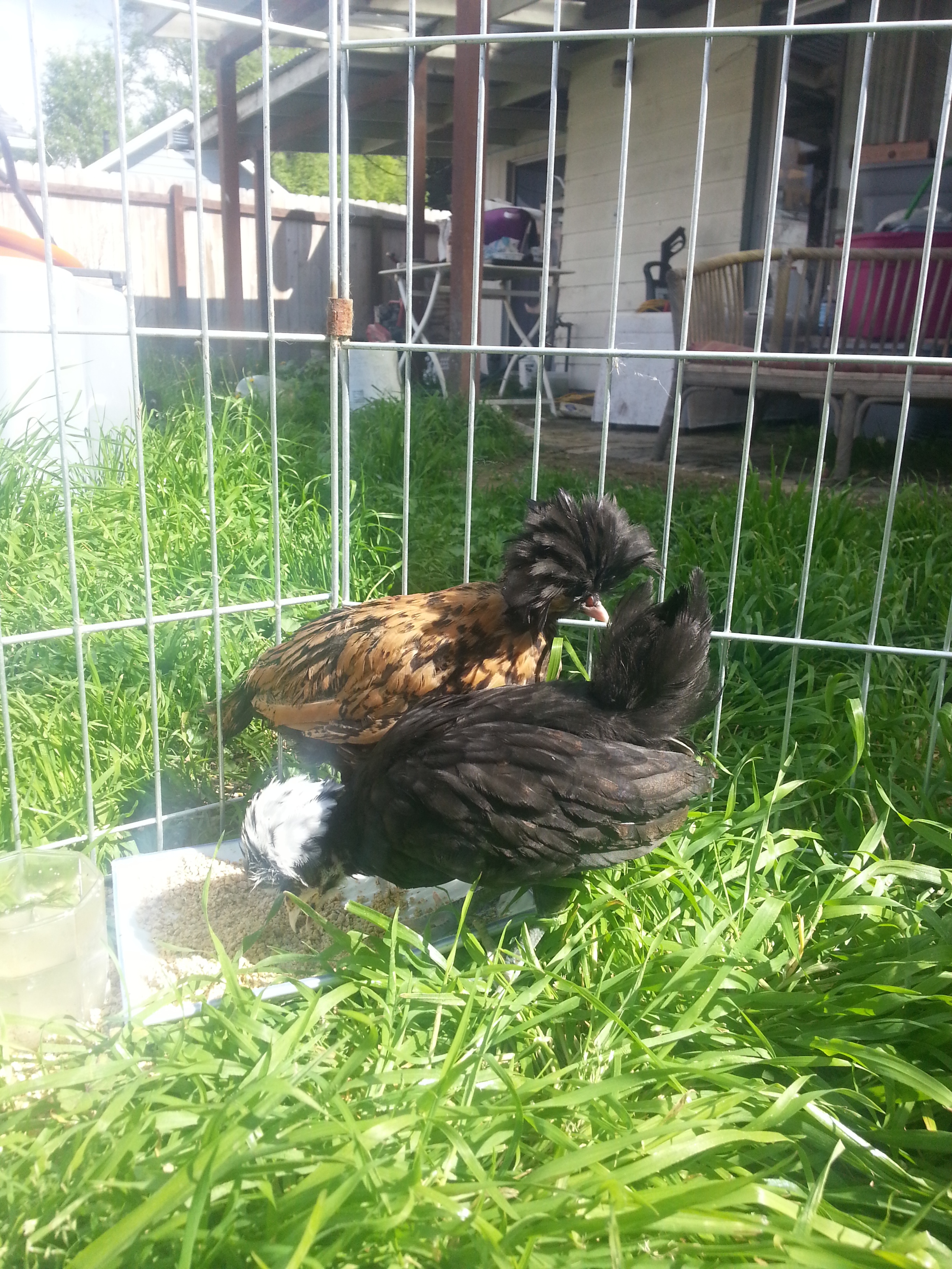 One is Poe, the black one, and the other is temp named Squash but we want a better name. Any ideas"
