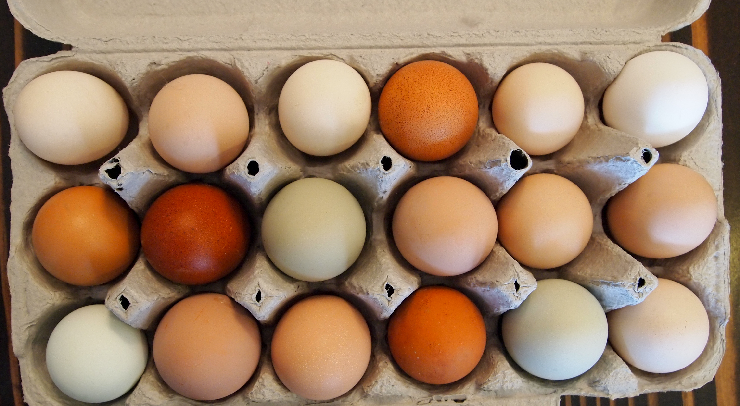 One Marans egg with eggs from the home flock; the three darker eggs are from the Welsummer hens.