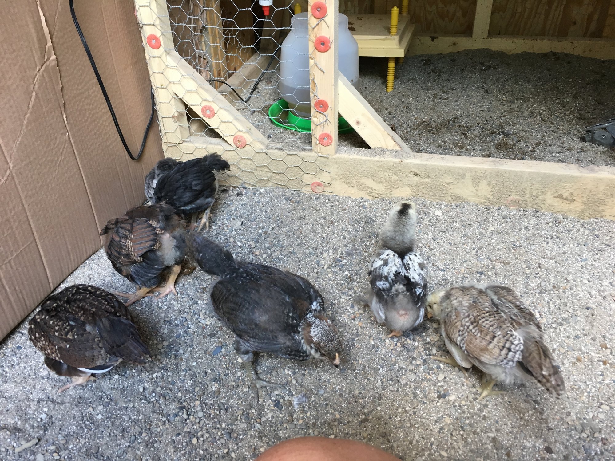 One Month Old Chicks Move to the Big Coop