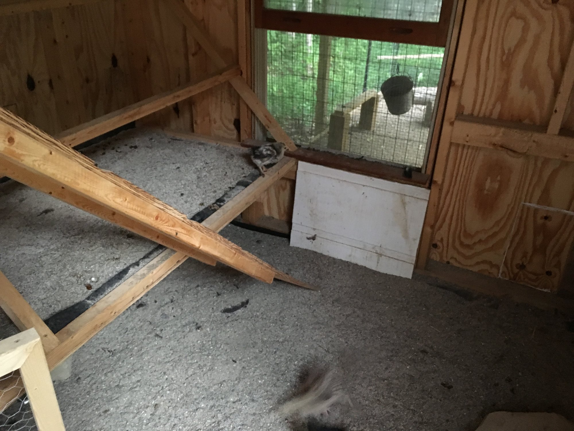 One Month Old Chicks Move to the Big Coop