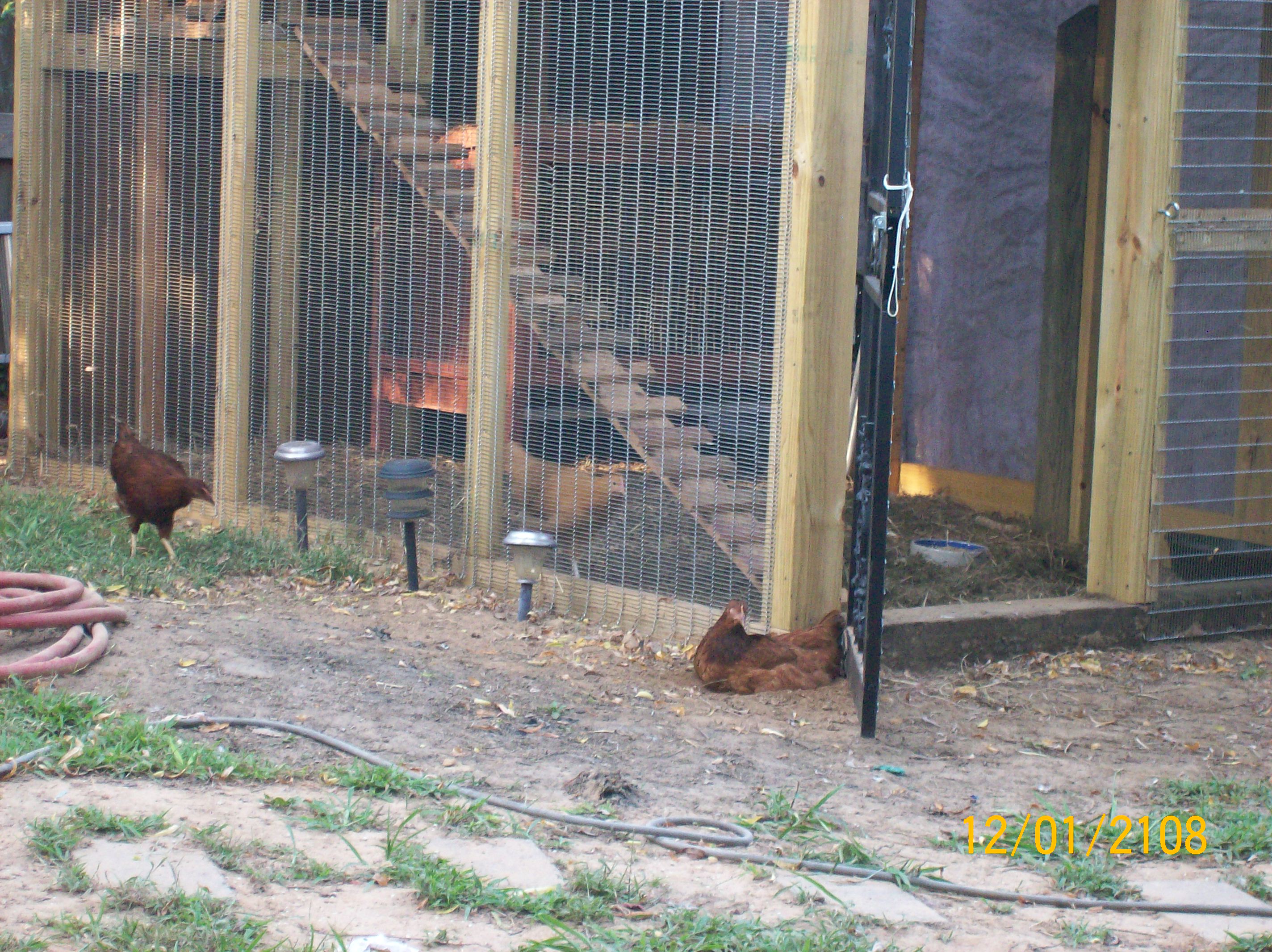 one more dust bath before bed