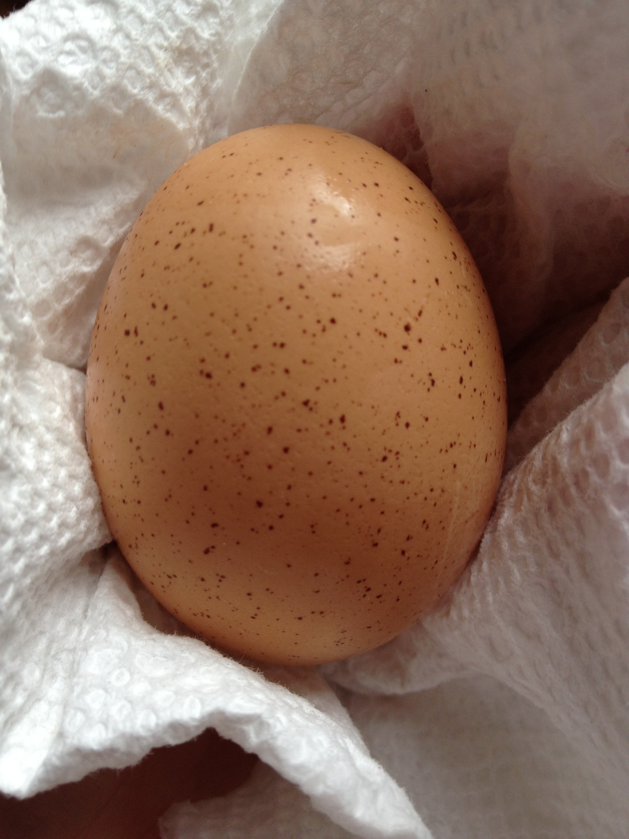 One my buff orpingtons lays these speckled eggs