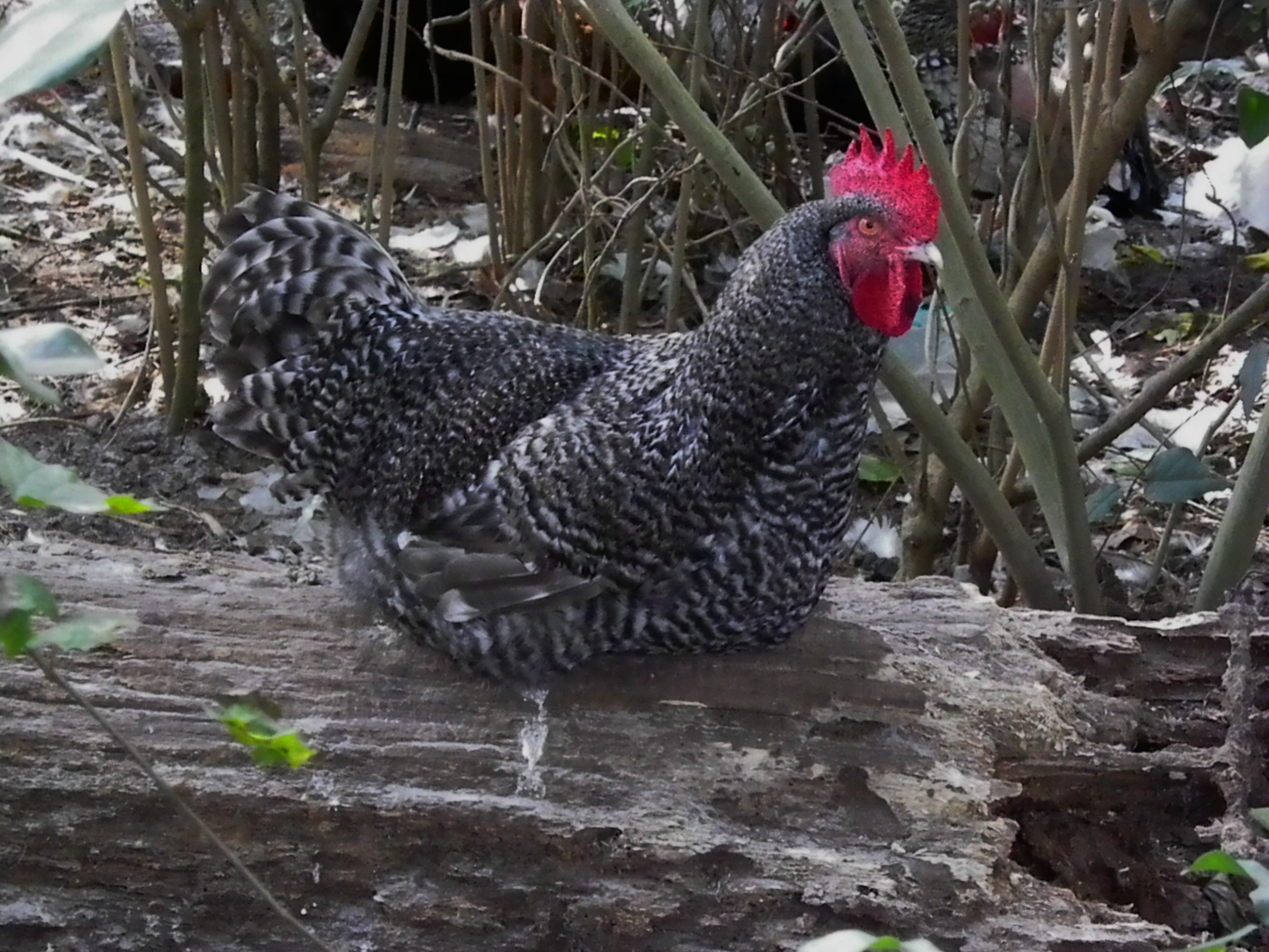 One of 3 cuckoo cockerals..not really liking this guy's wings we will see what happens after he finishes molting.