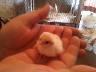 One of Cloe chicks. Peaches