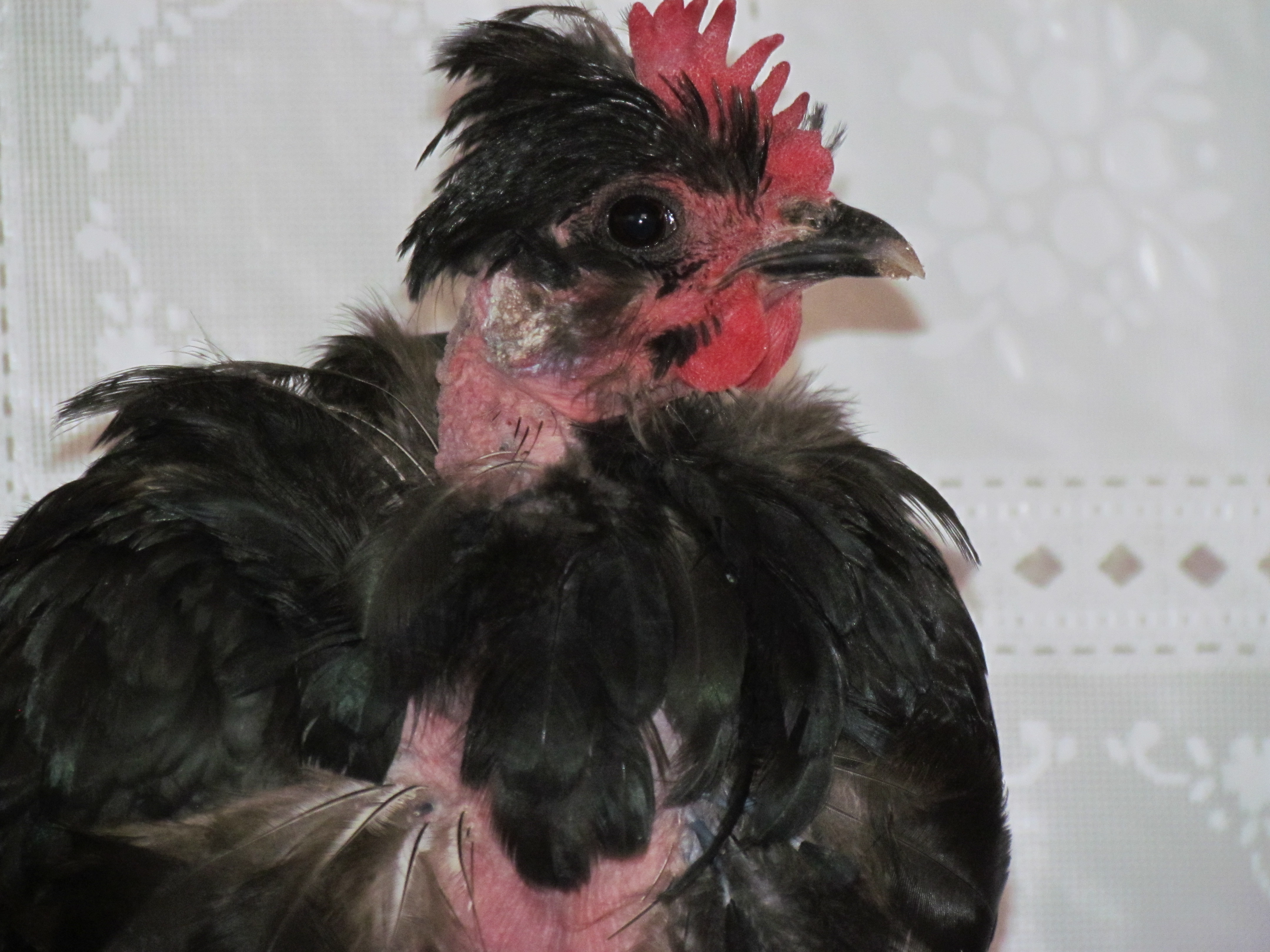 One of EE/NN very good layer