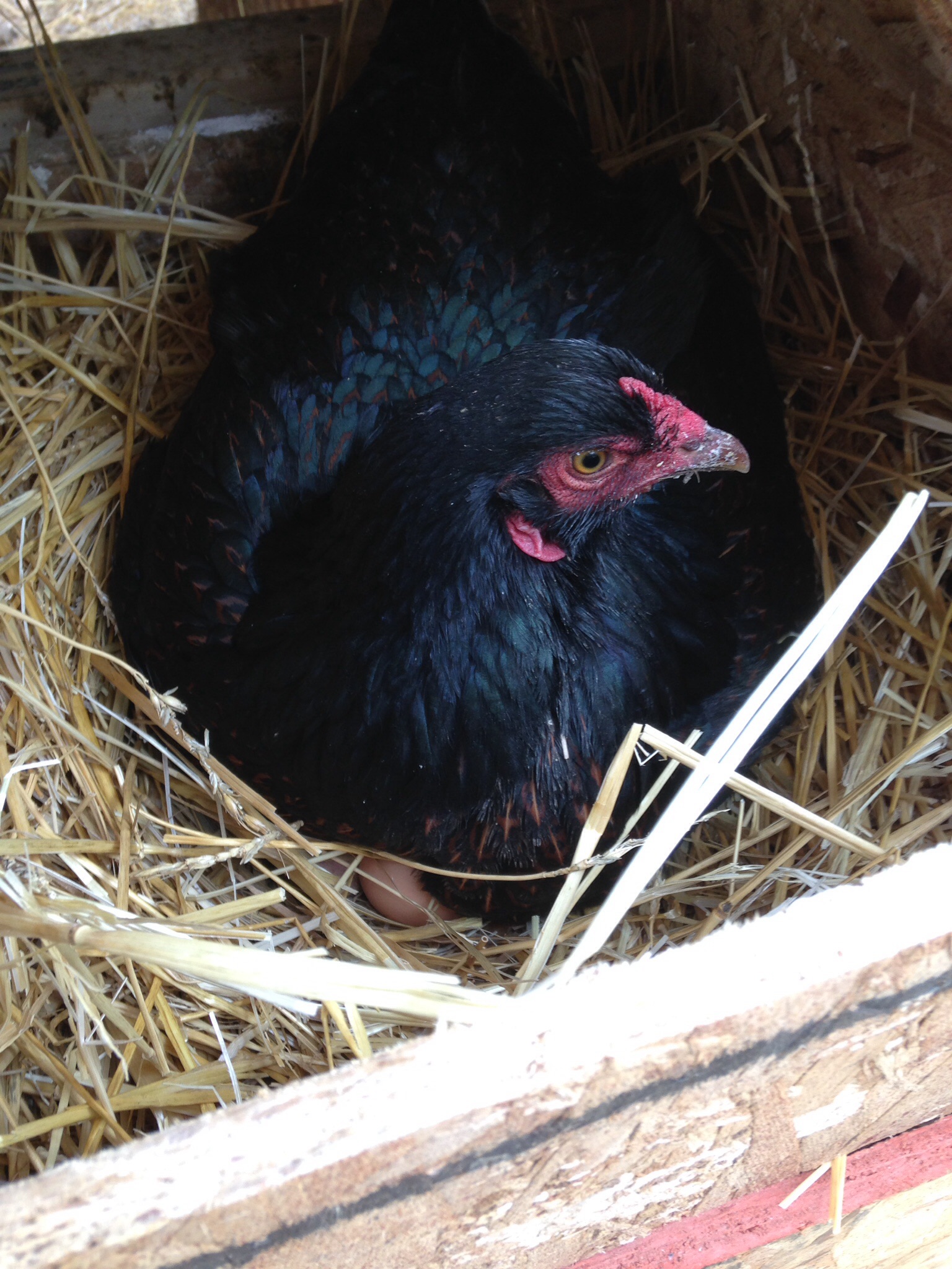 One of five of our Dark Cornish, sitting on eggs.