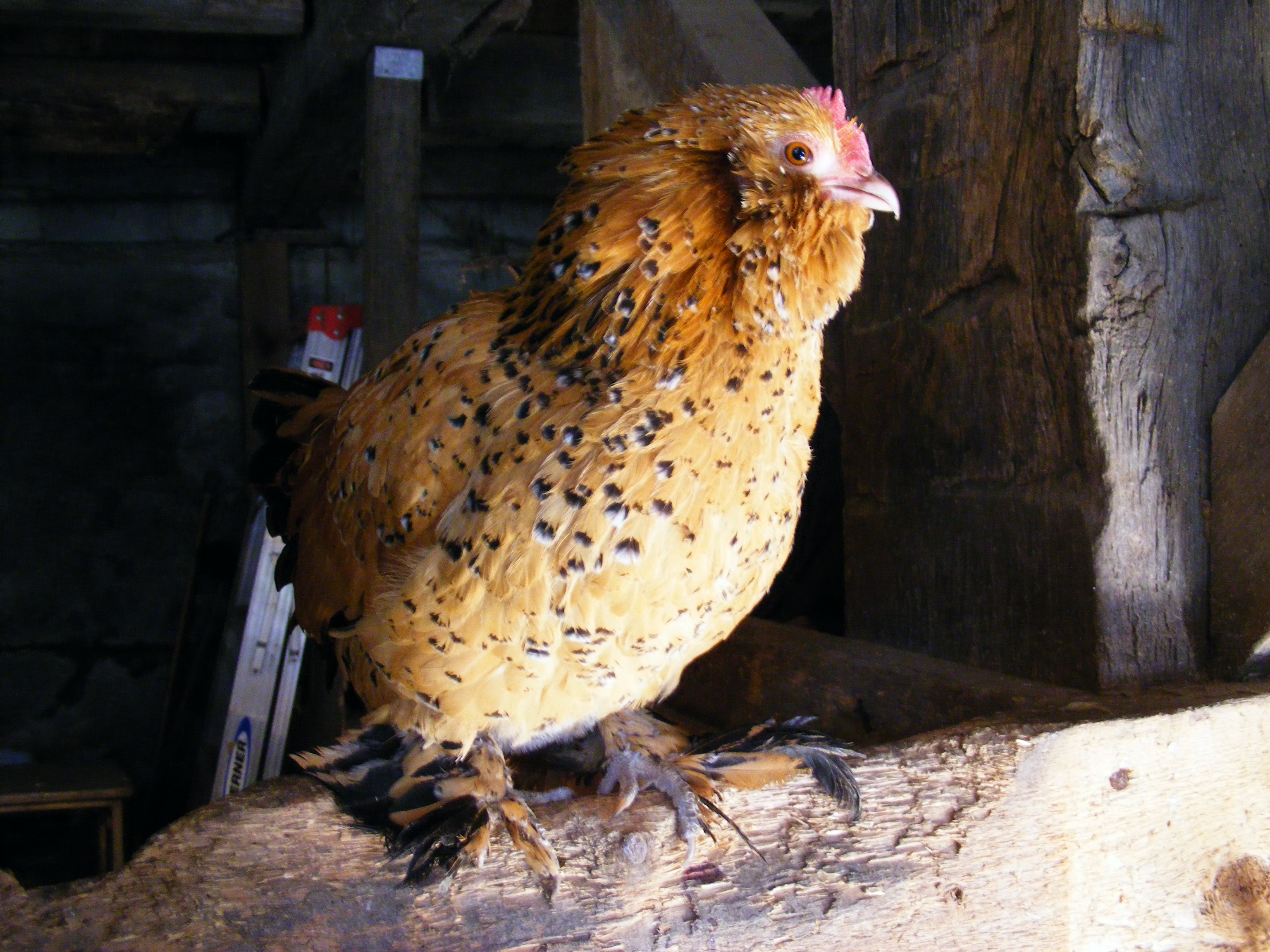 One of Georges' ladies