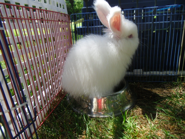 One of her kit's made herself a hottub out of their water bowl lol!  She just stayed in there for 5 minutes while I was in there taking pictures.  When she decides to get out then I'll get them some fresh water, but til then I'll let her be.