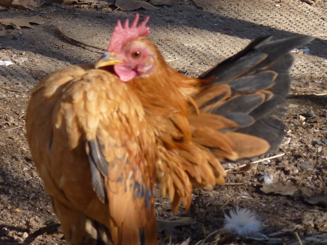 One of lovely malasyain Serama roosters - Aramas Junior - just 5 months old!
