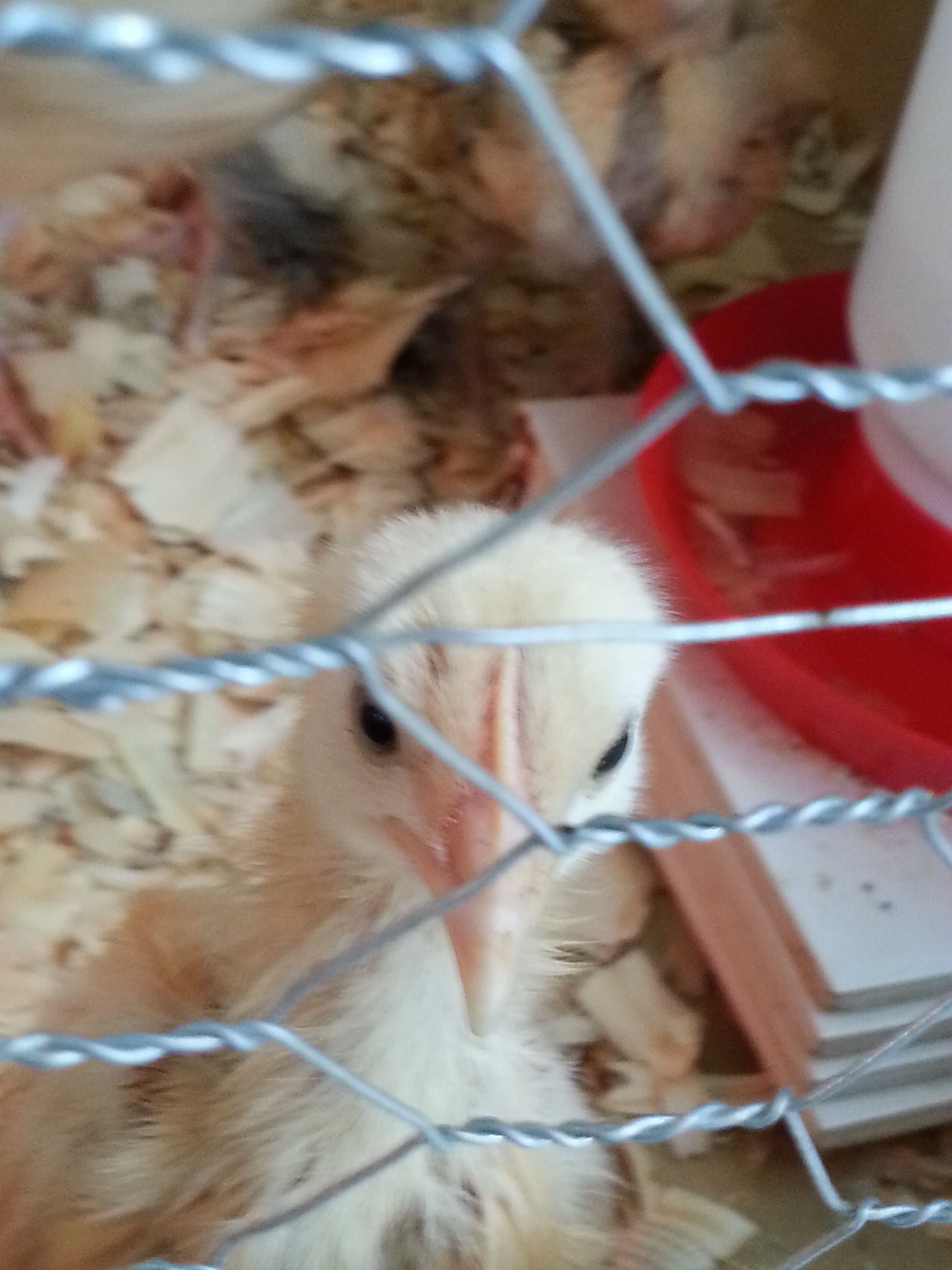 one of my 2-3 week old Buff Orpington saying hello