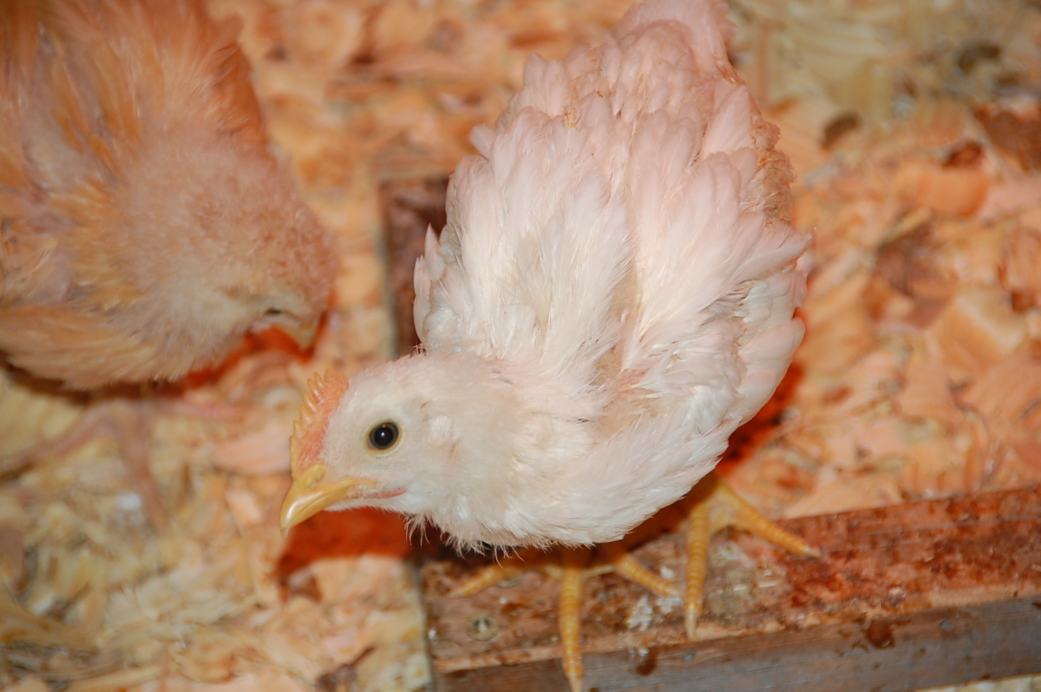 One of my 3 1/2 week old California White Leghorns
