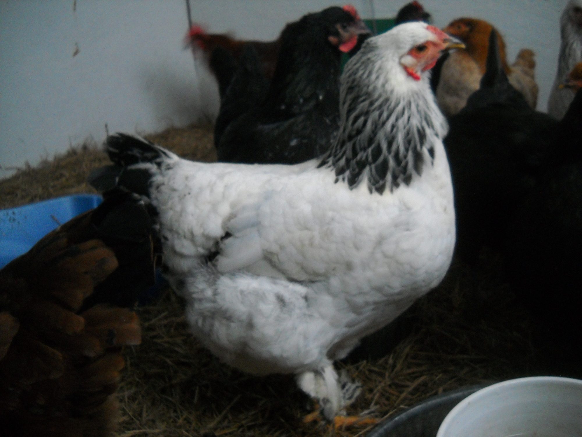 One of my 7-month-old Light Brahma pullets