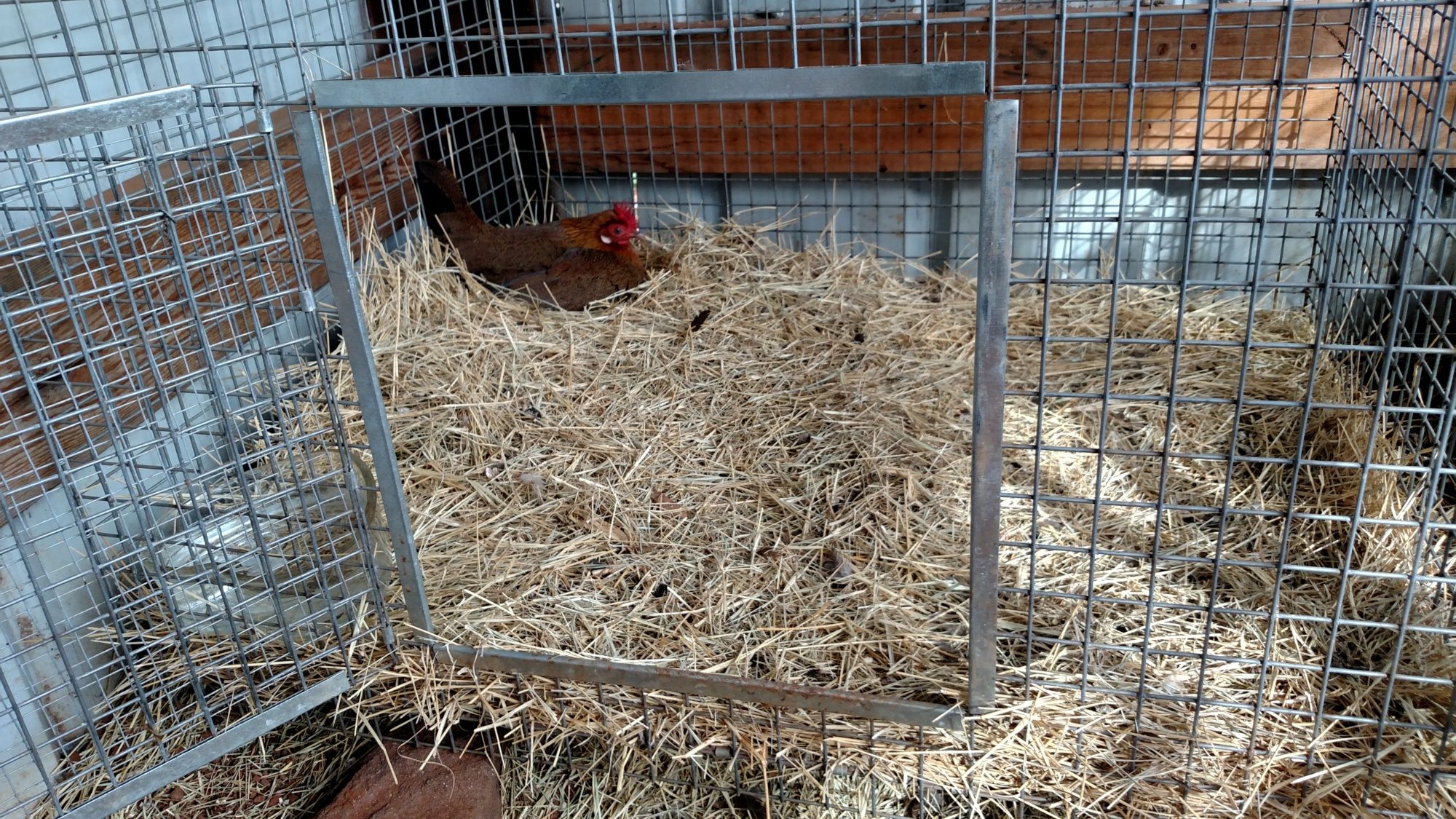 One of my adult hens started sitting on nest two days ago.