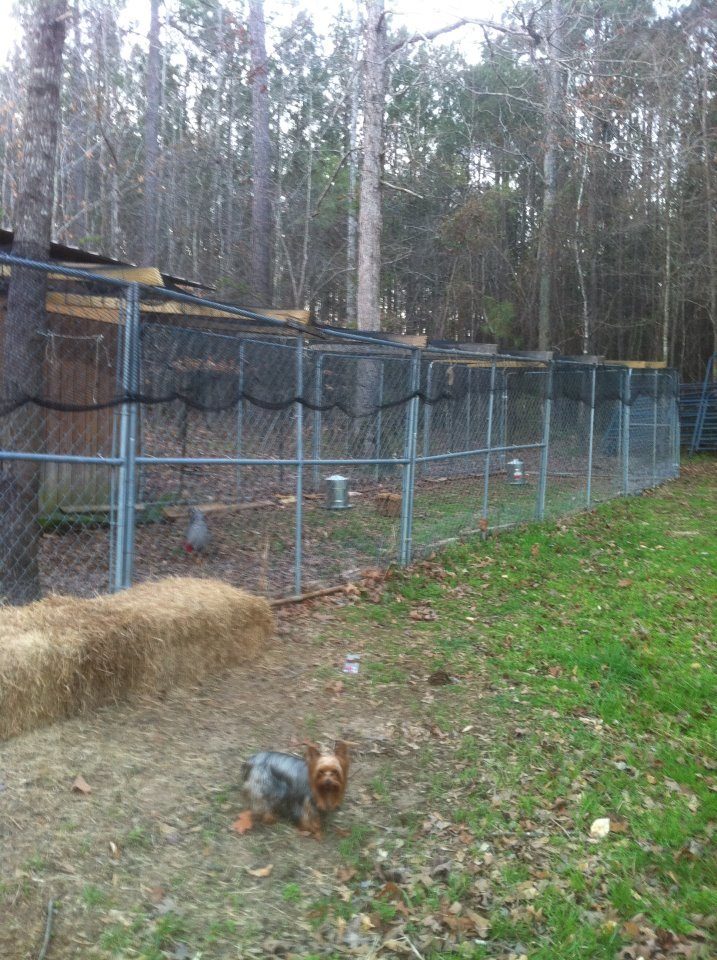 One of my babies beside the chicken pen.