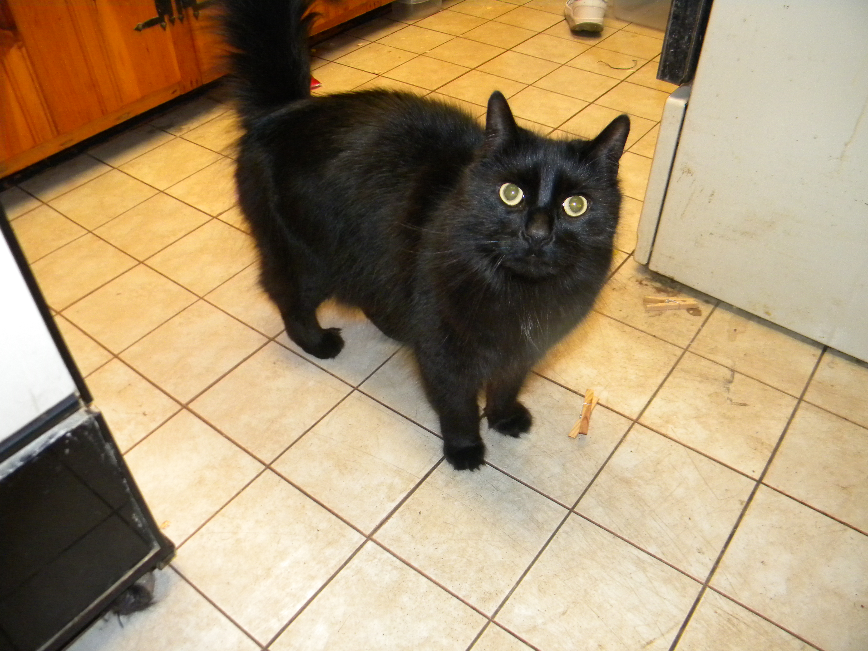 One of my babies. His name is Edward.