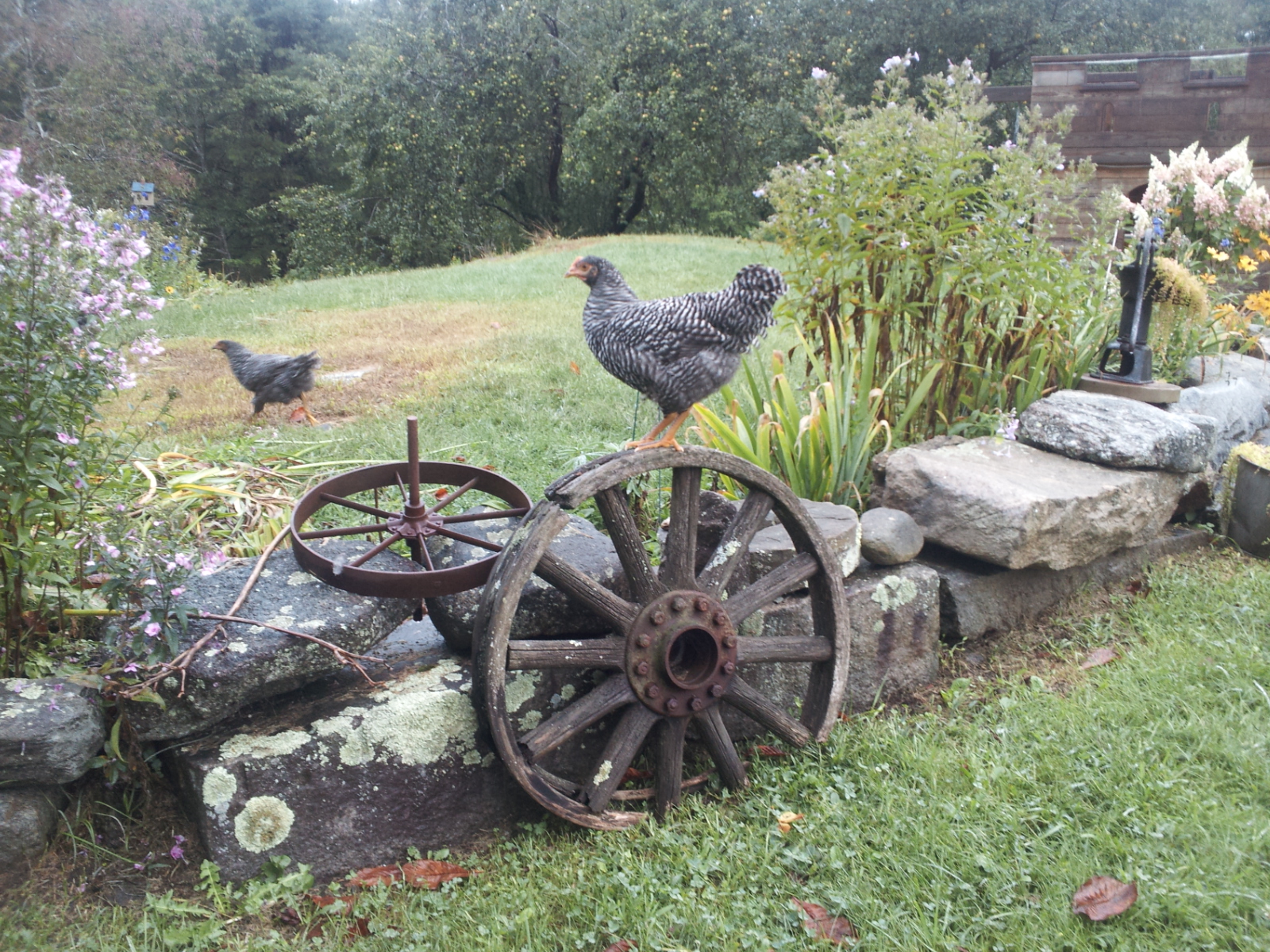 One of my Barred Rocks surveying the yard.